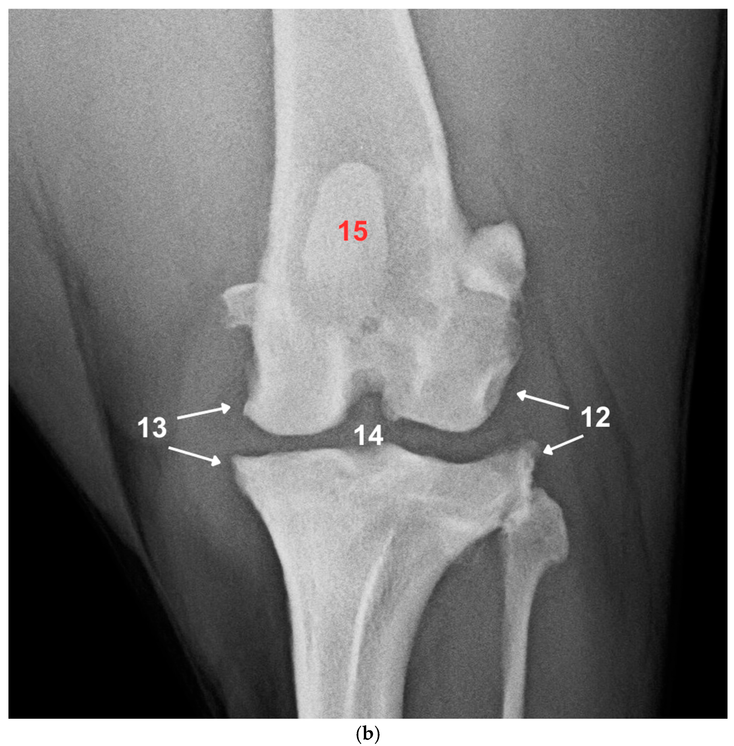 Animals 15 01639 g001b