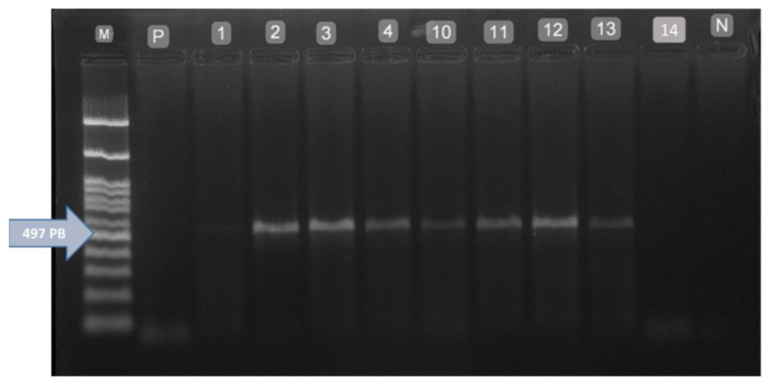 Animals 15 01679 g004