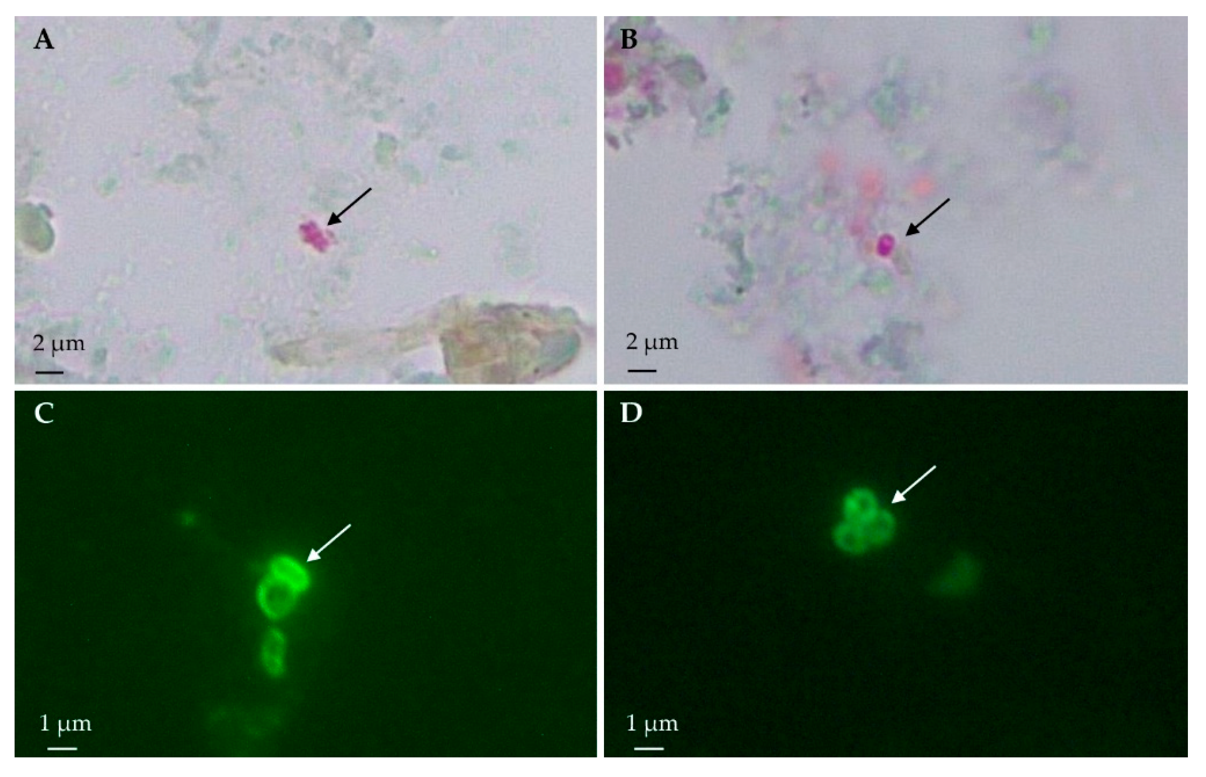 Animals 15 01695 g002 Animals 15 01695 g002