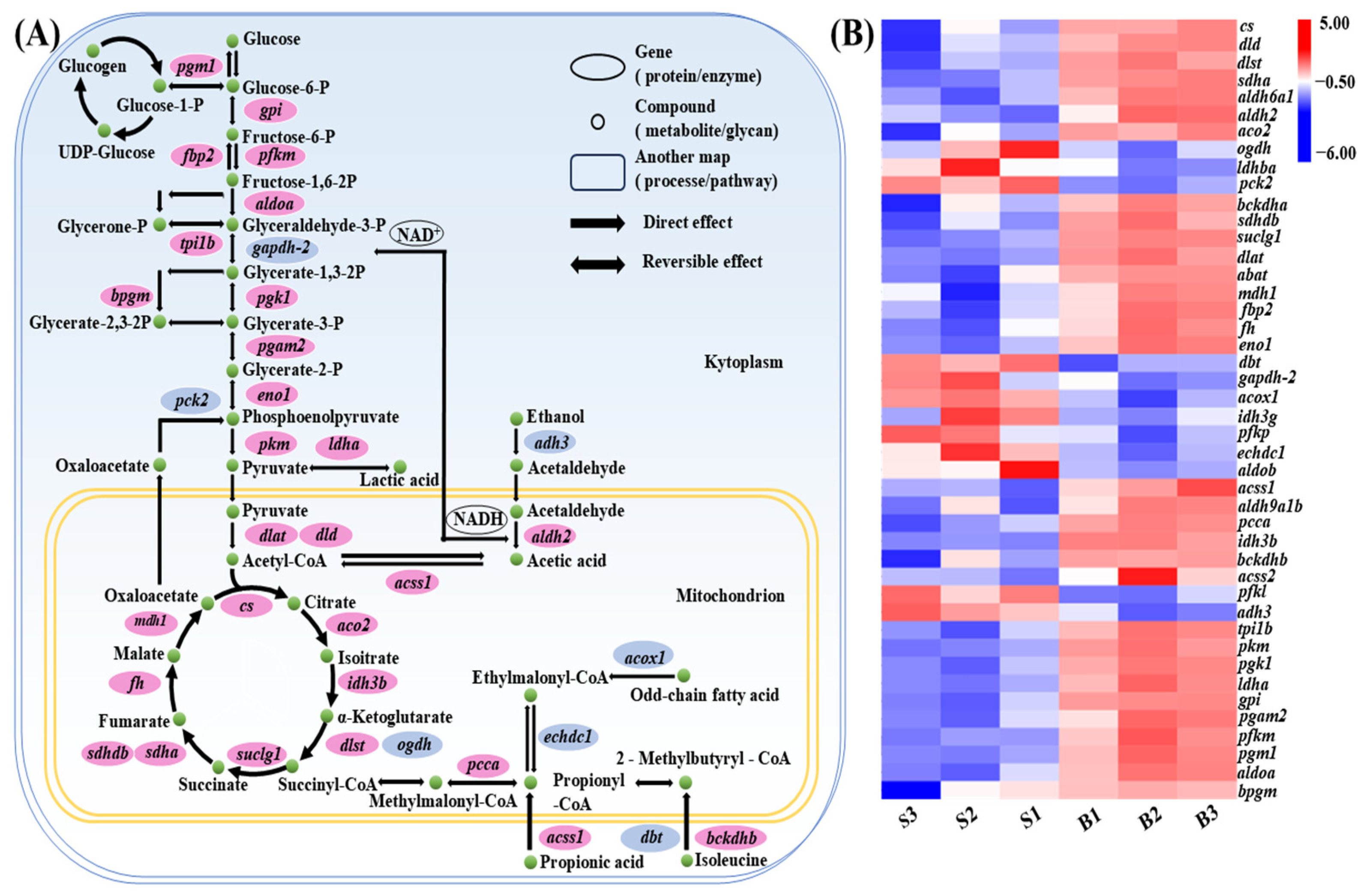 Integrative QTL Mapping and Transcriptomic Profiling to