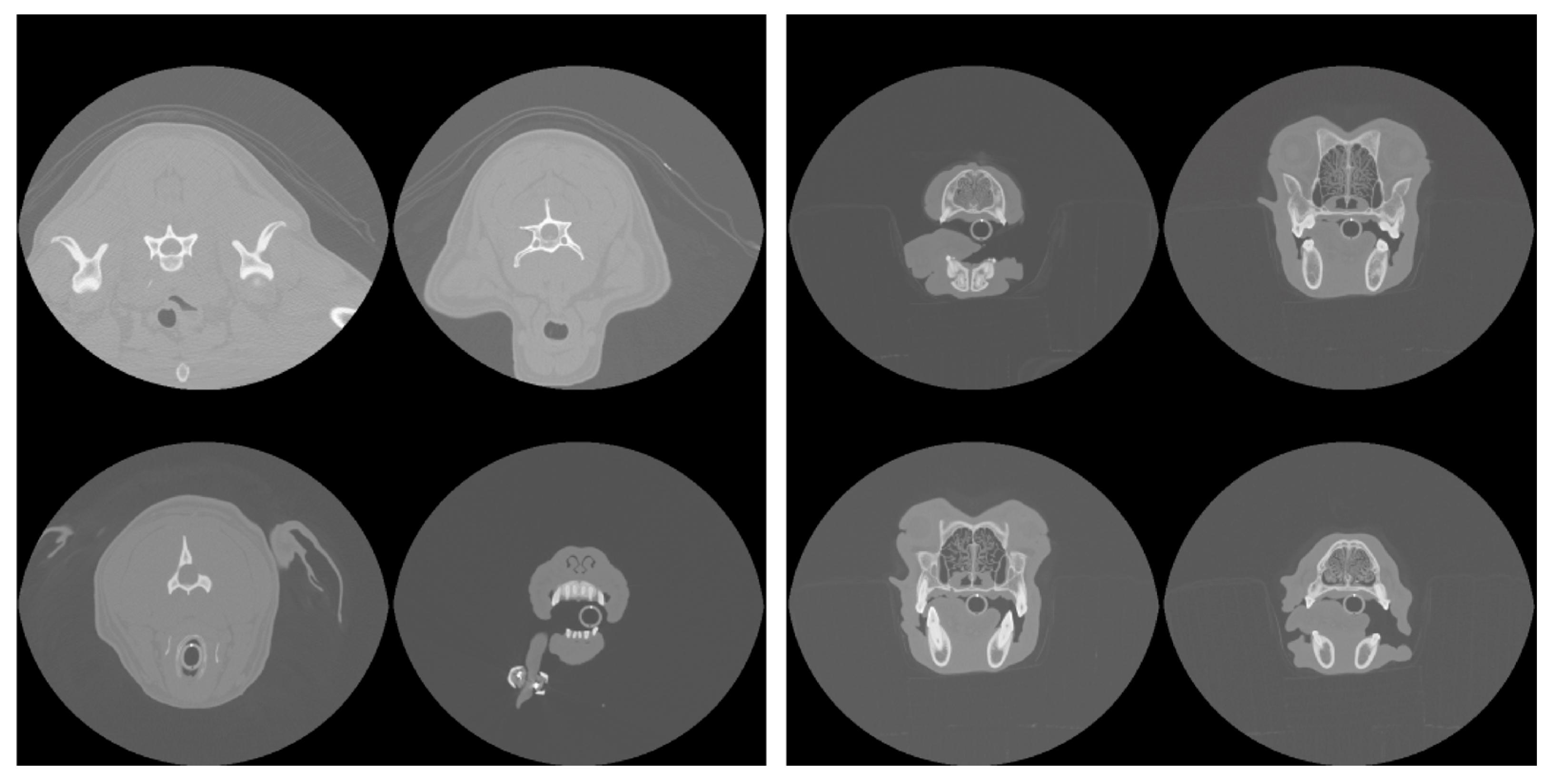 Animals 15 01718 g003