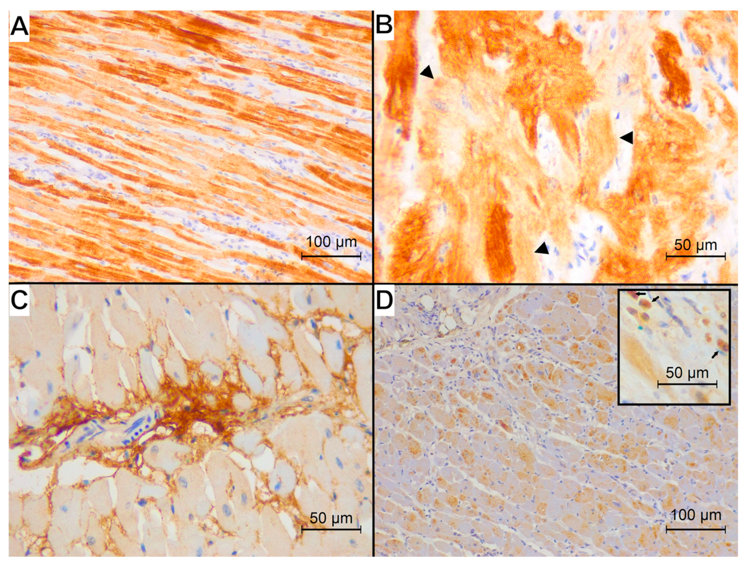 Animals 15 01719 g004