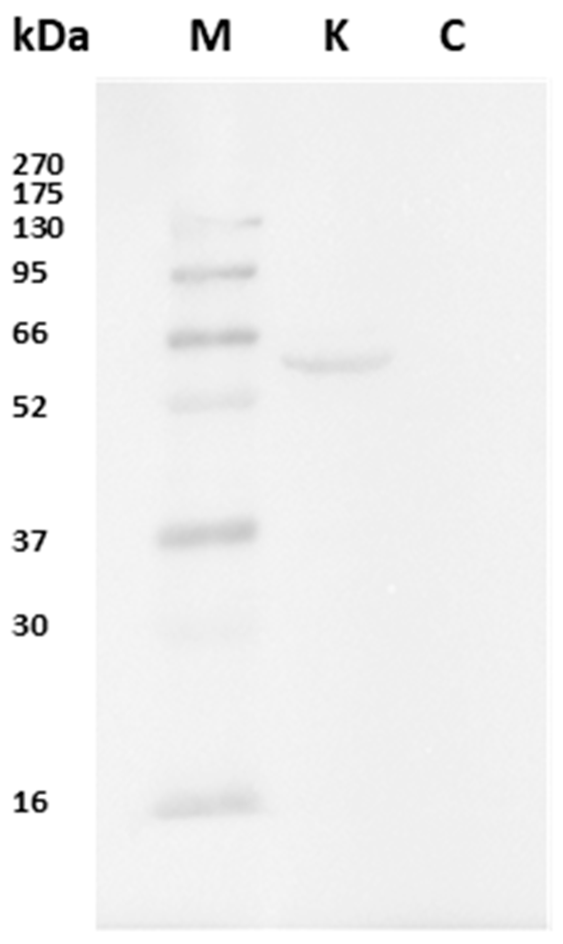 Animals 15 01734 g001