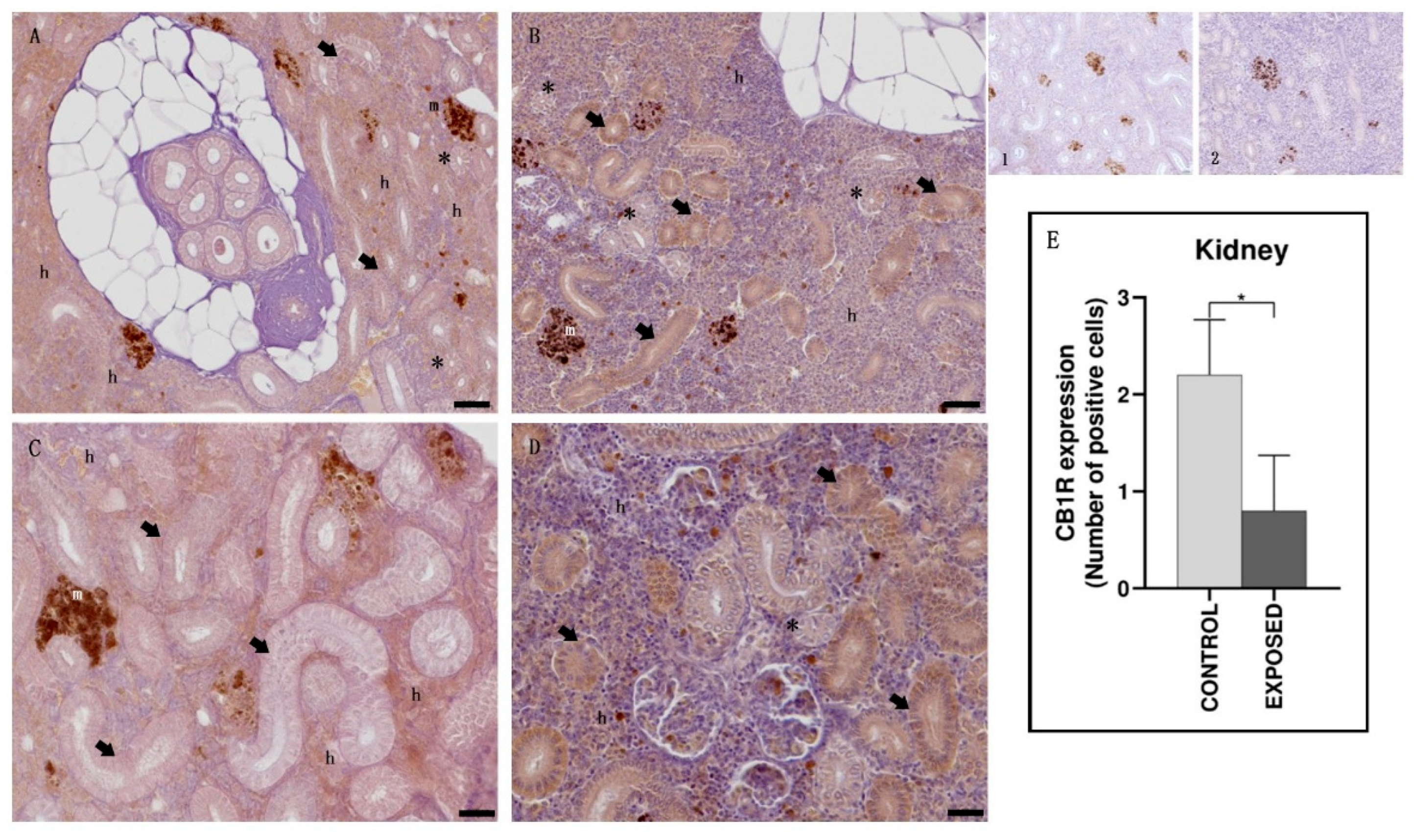 Animals 15 01734 g003