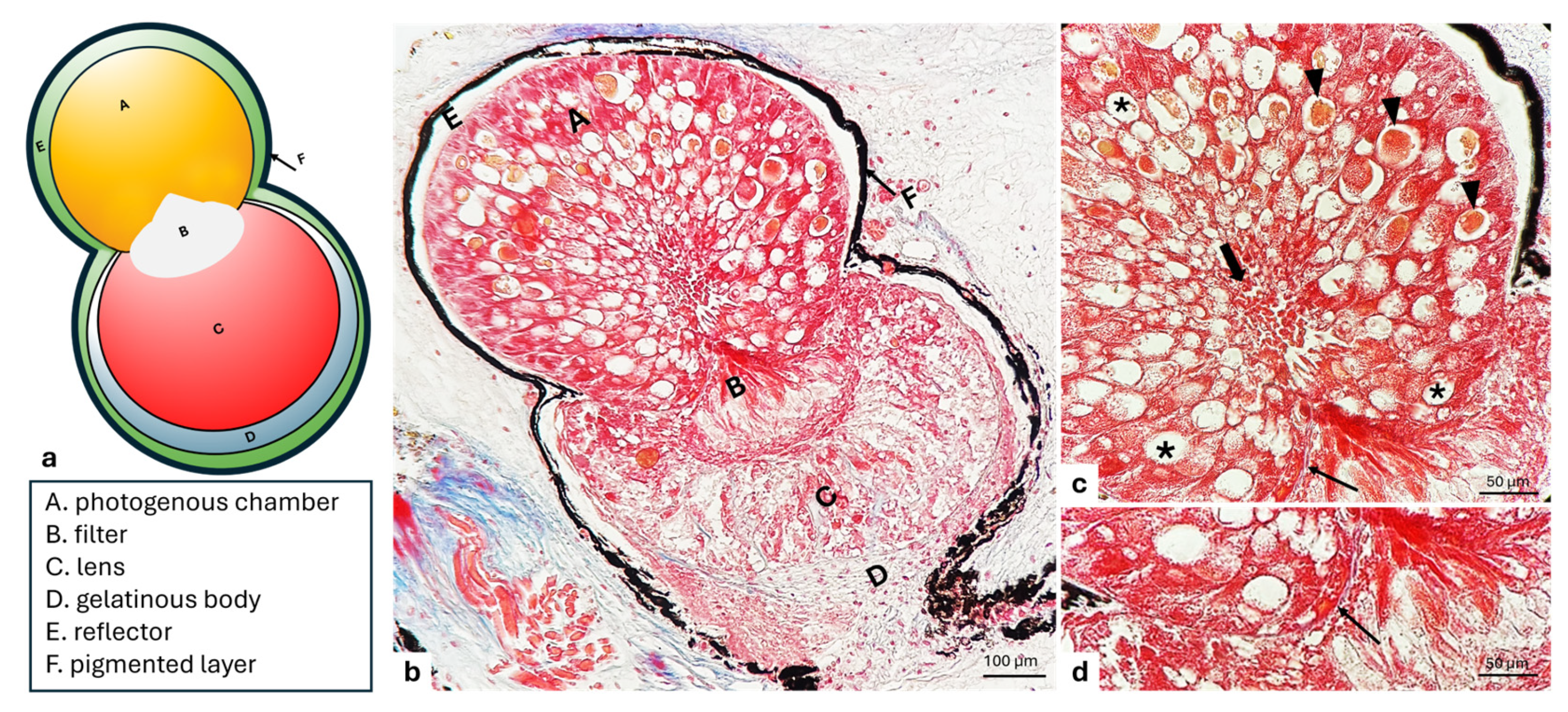 Animals 15 01738 g001