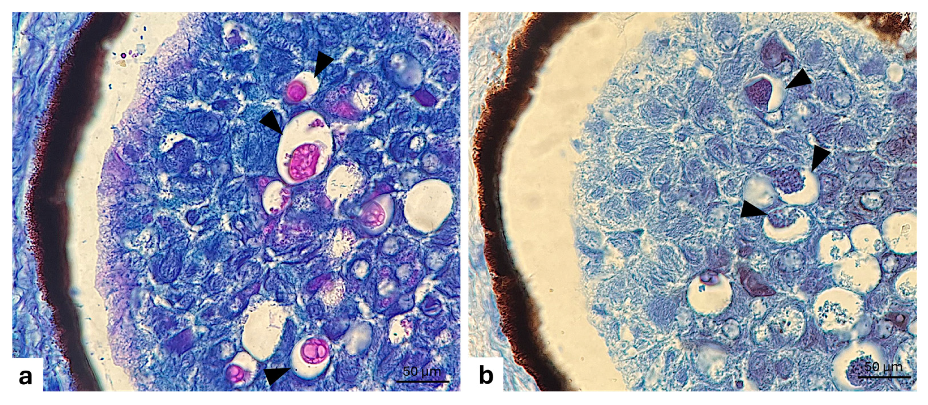 Animals 15 01738 g002