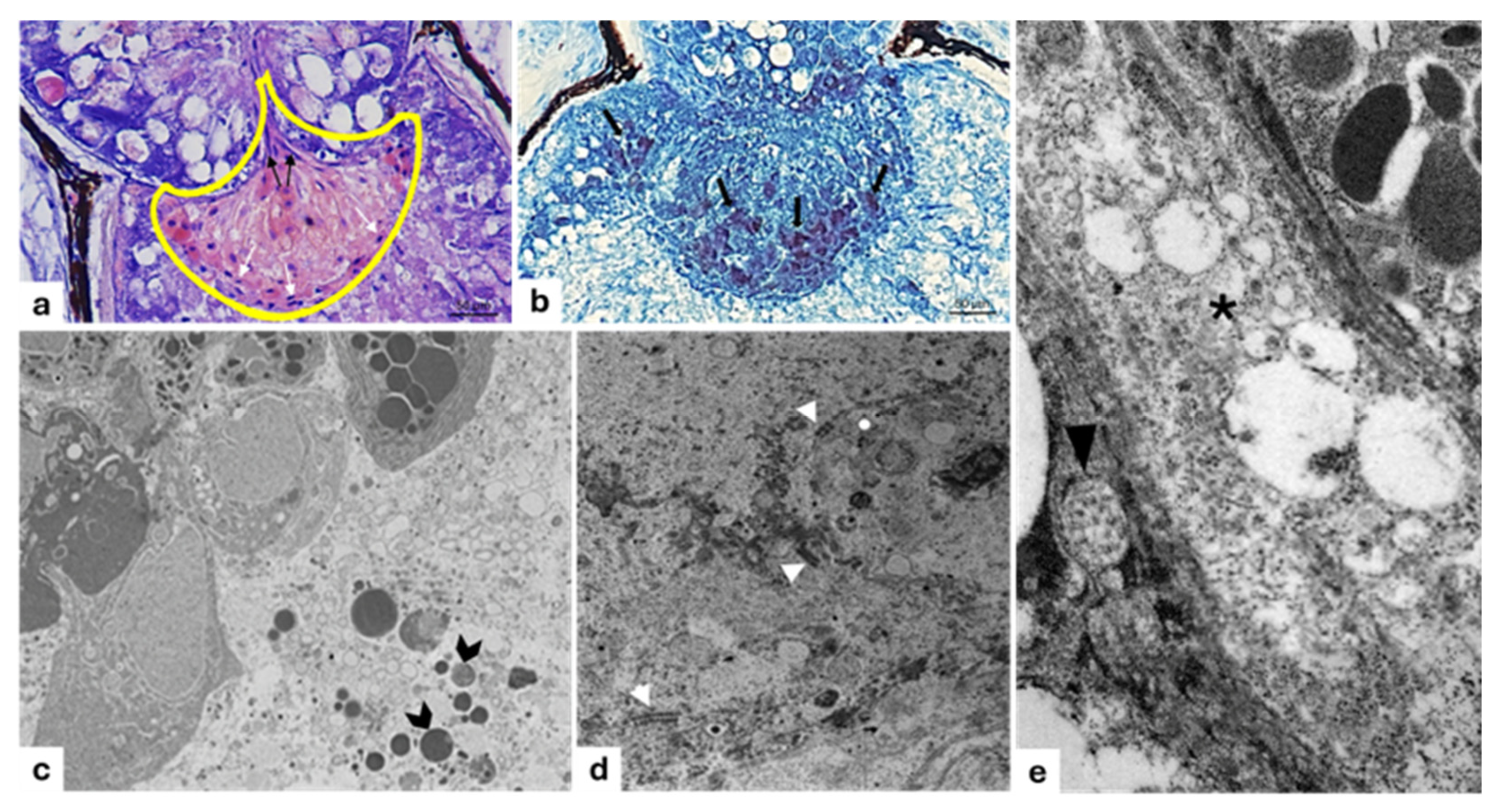 Animals 15 01738 g006