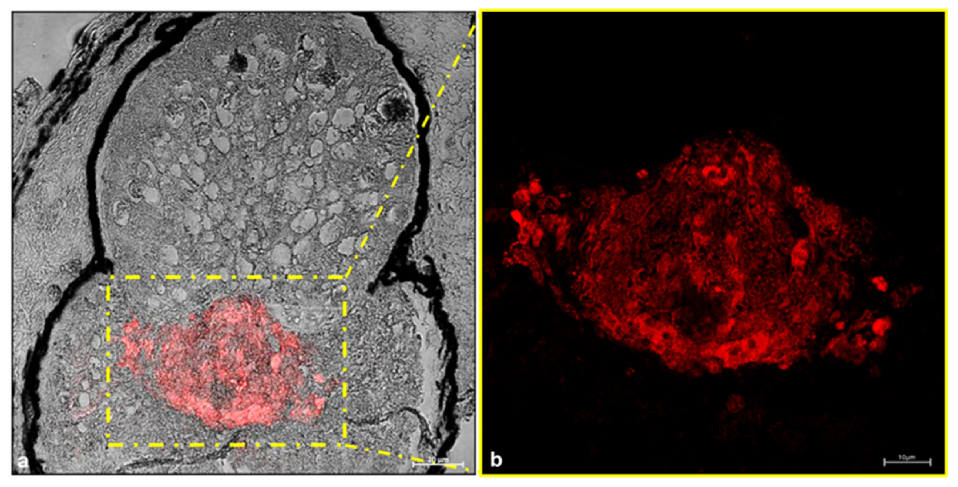 Animals 15 01738 g007