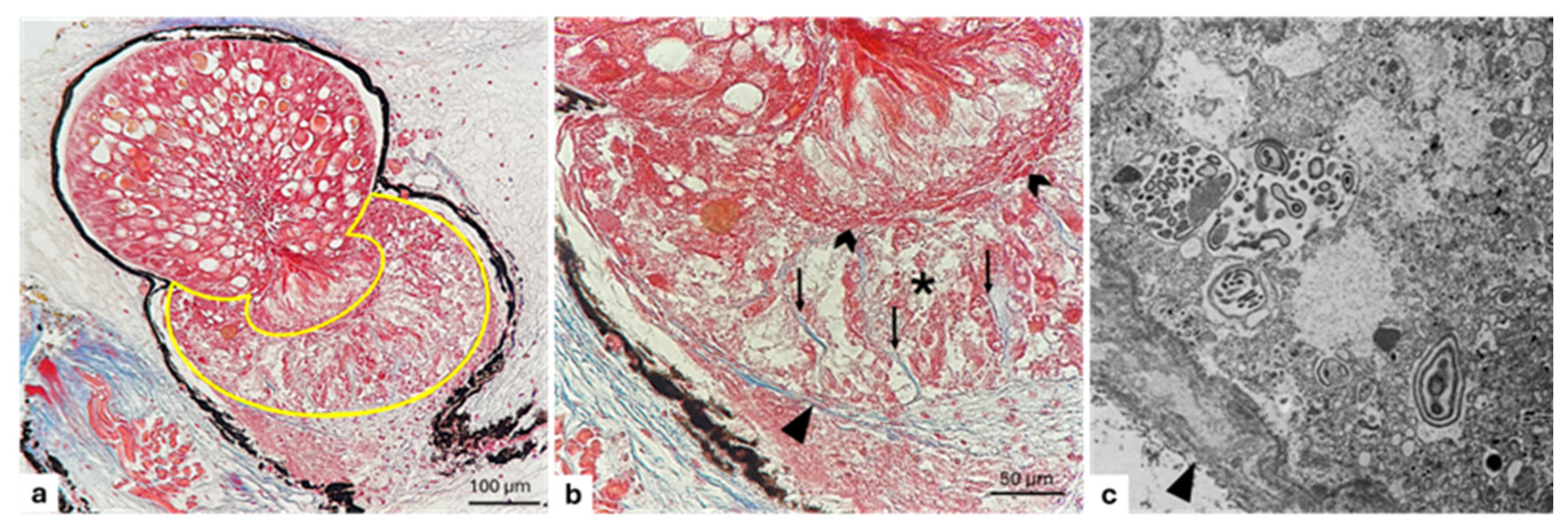 Animals 15 01738 g008