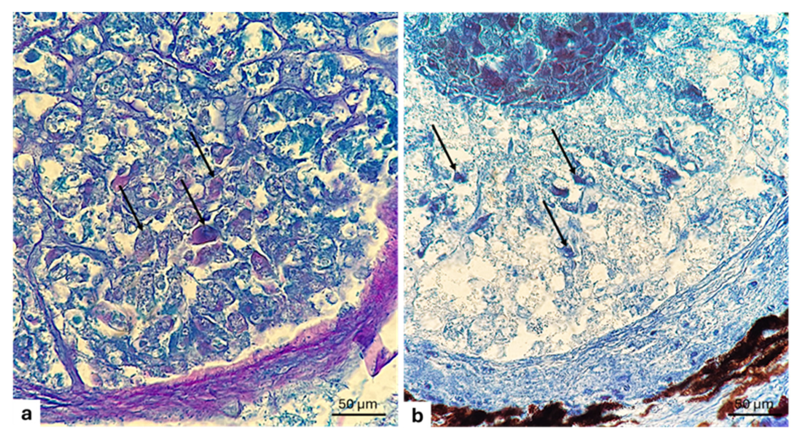 Animals 15 01738 g009