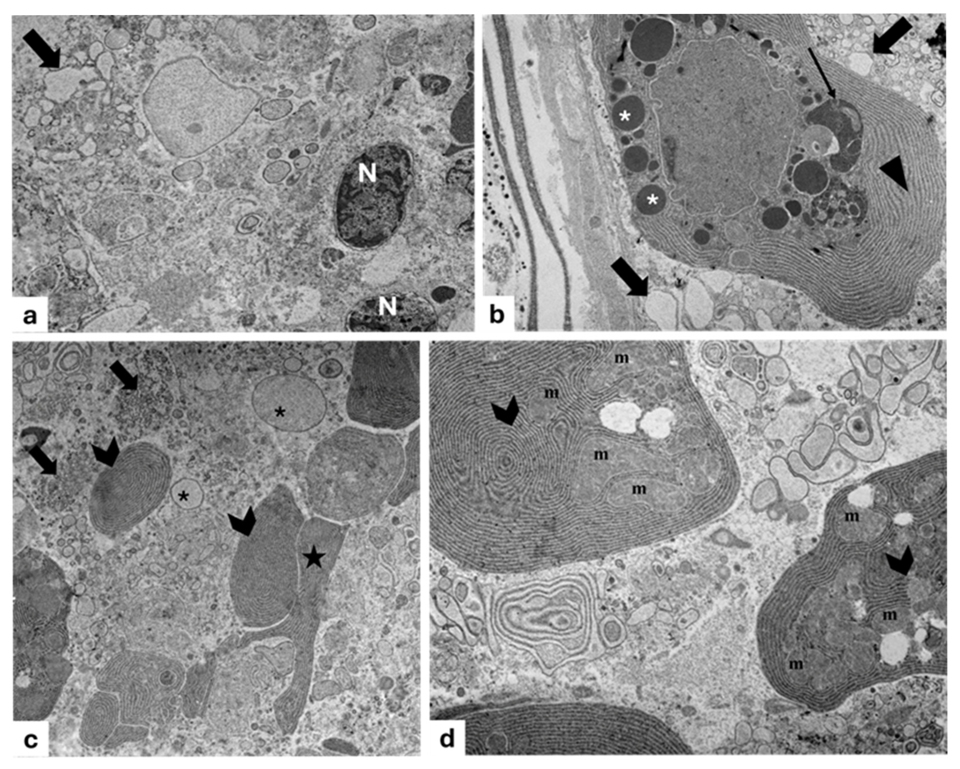 Animals 15 01738 g010