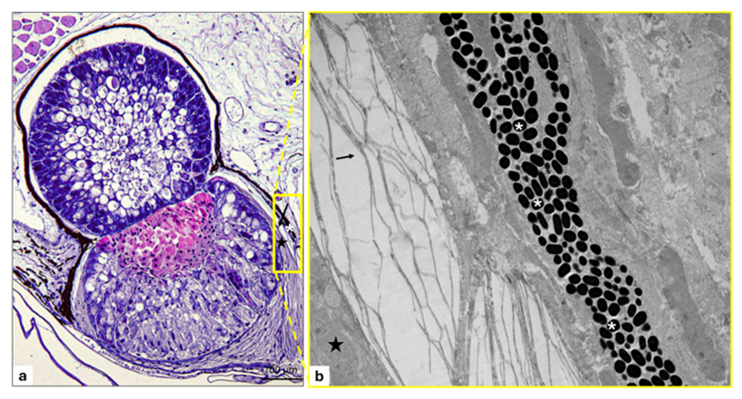 Animals 15 01738 g011