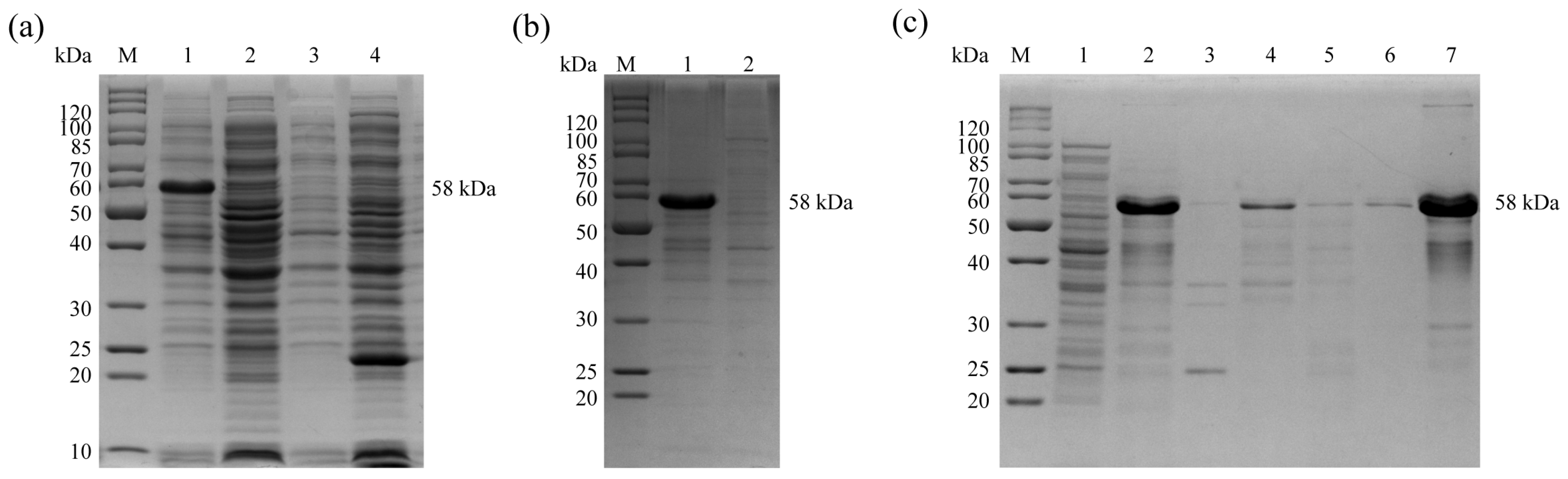 Animals 15 01750 g002