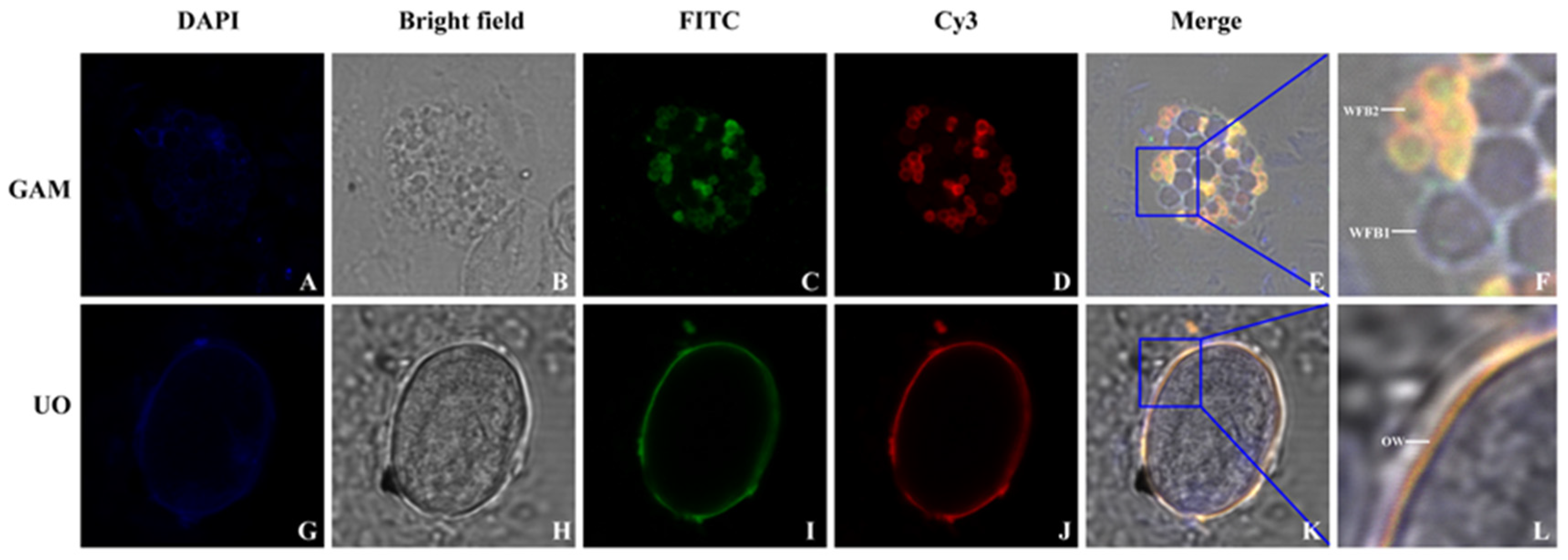 Animals 15 01750 g004