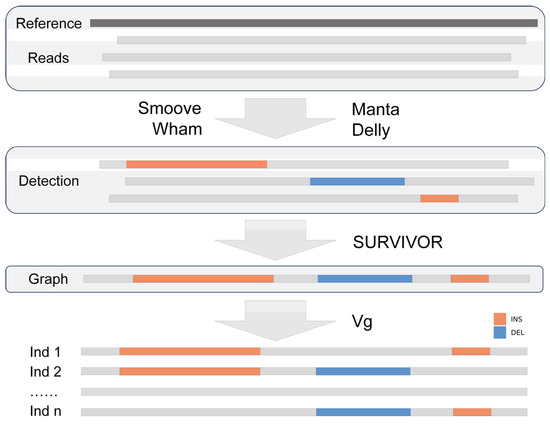 Genomic Analysis of Indel and SV Reveals Functional and Adaptive