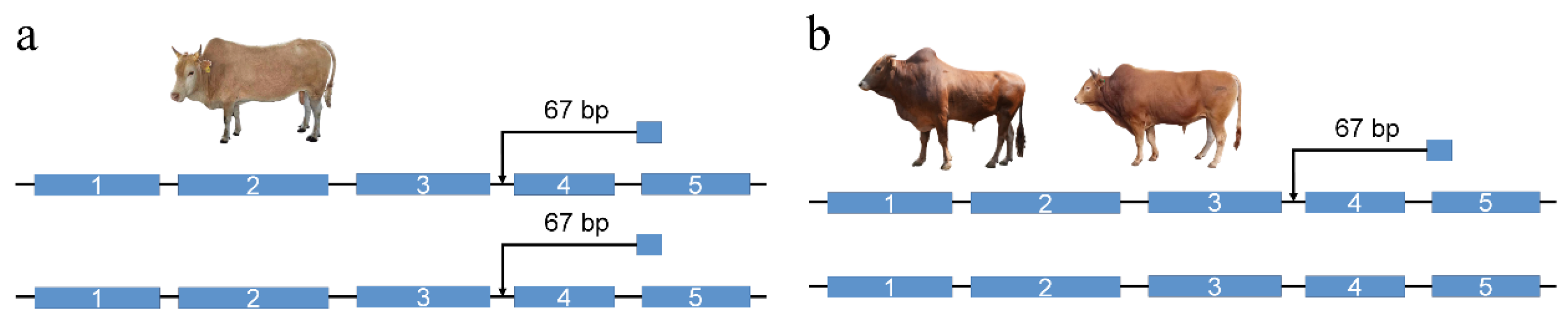 Animals 15 01755 g007