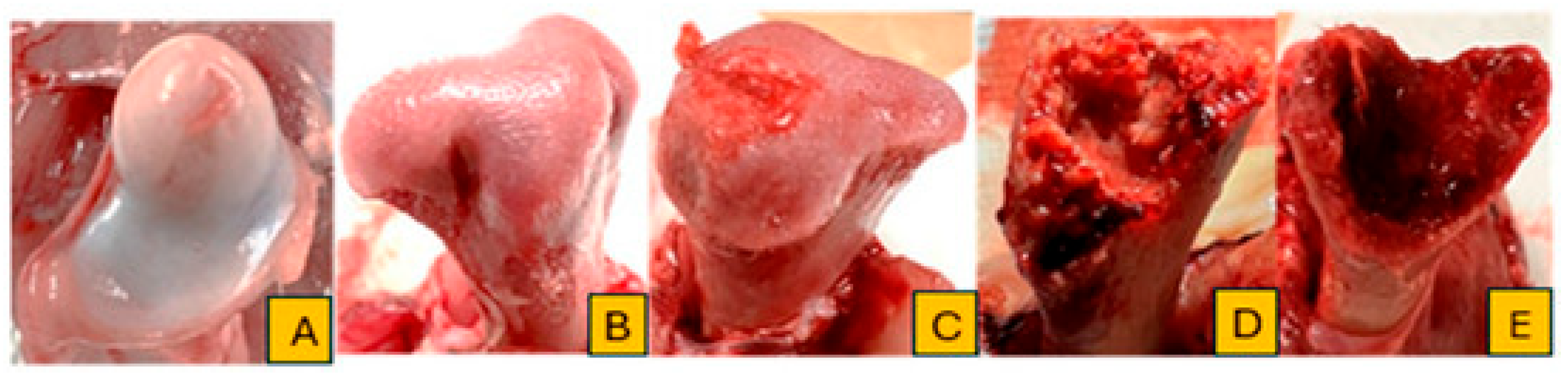 Animals 15 01765 g001