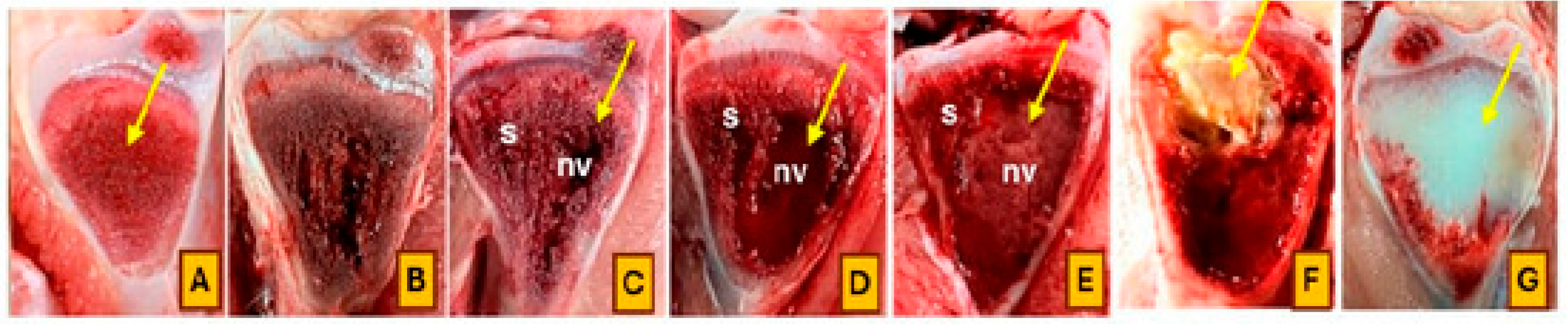 Animals 15 01765 g002
