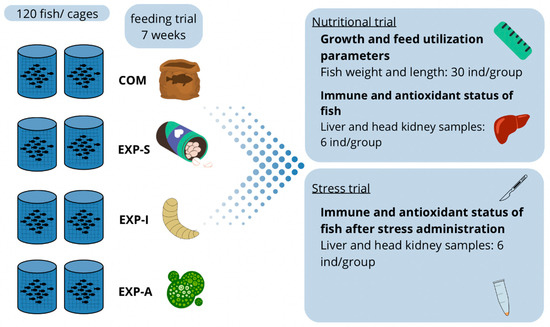 Effects of Feed Additives (Nannochloropsis gaditana and Hermetia ...