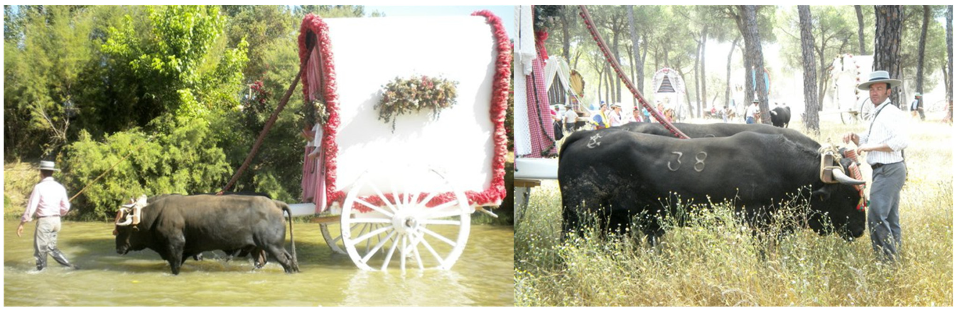 Animals 15 01781 g008