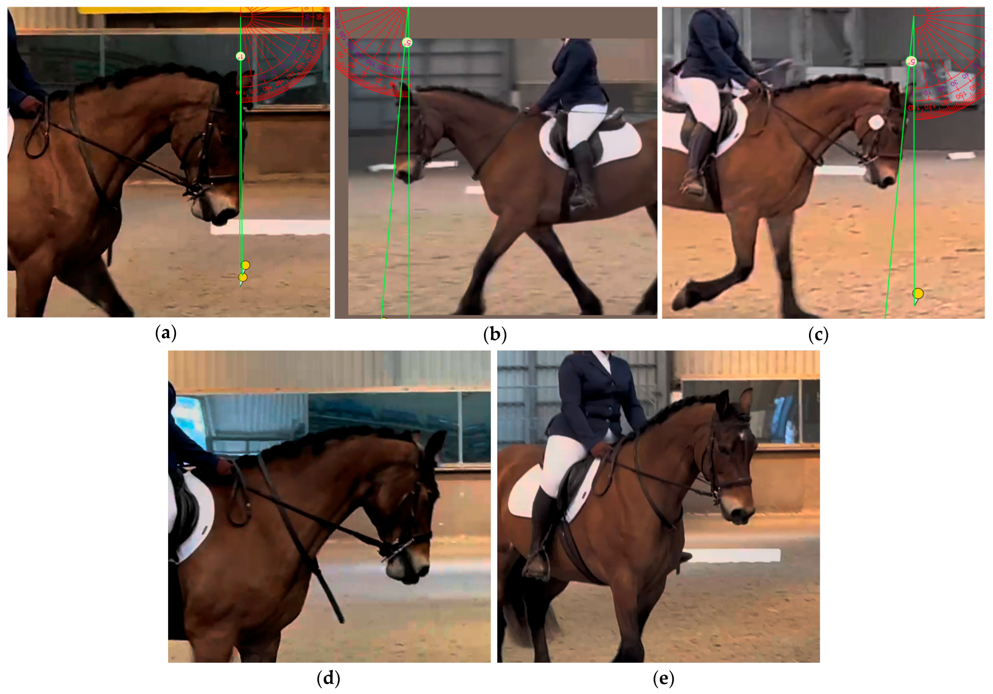 Animals 15 01782 g002