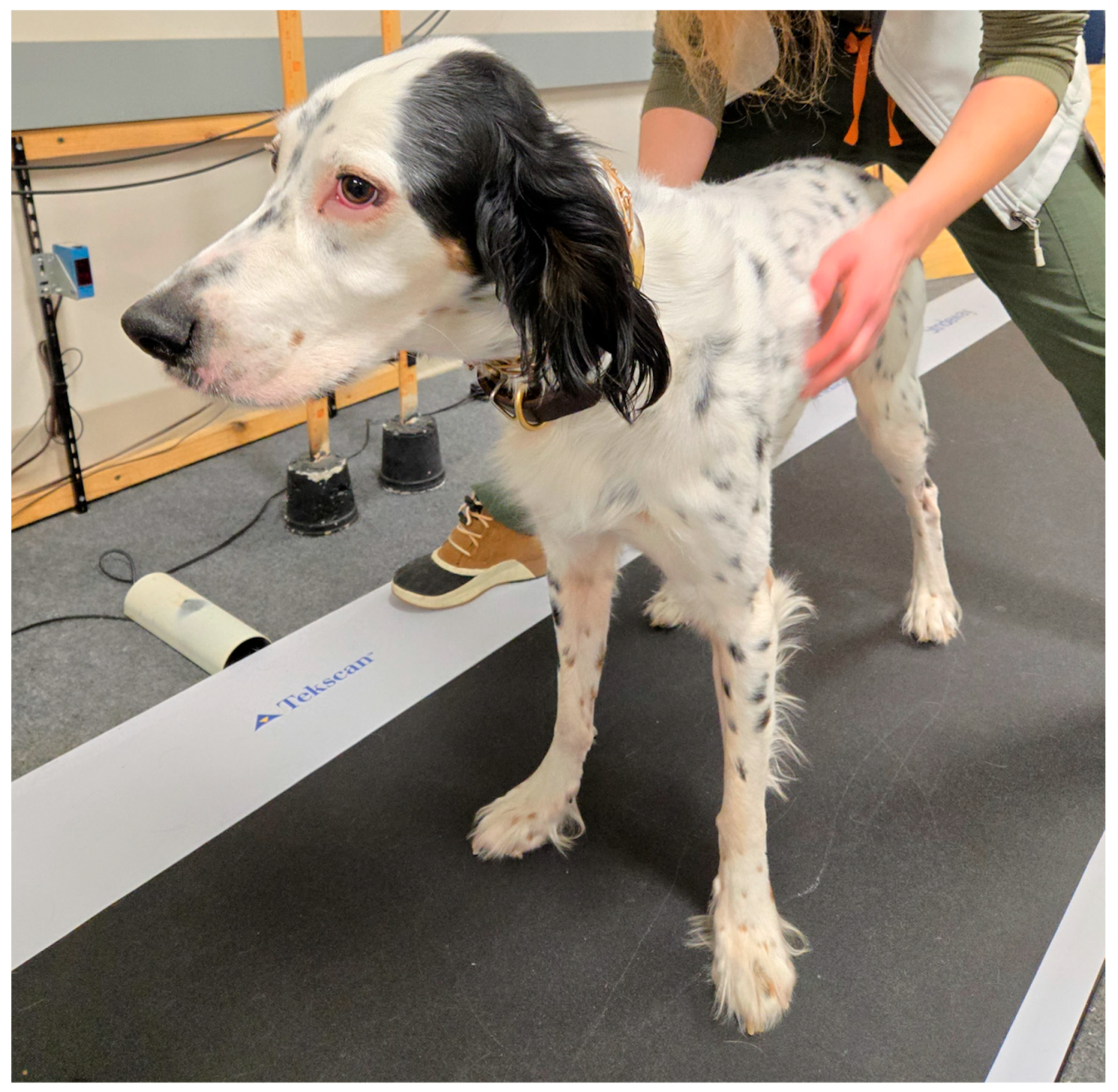 Animals 15 01790 g001