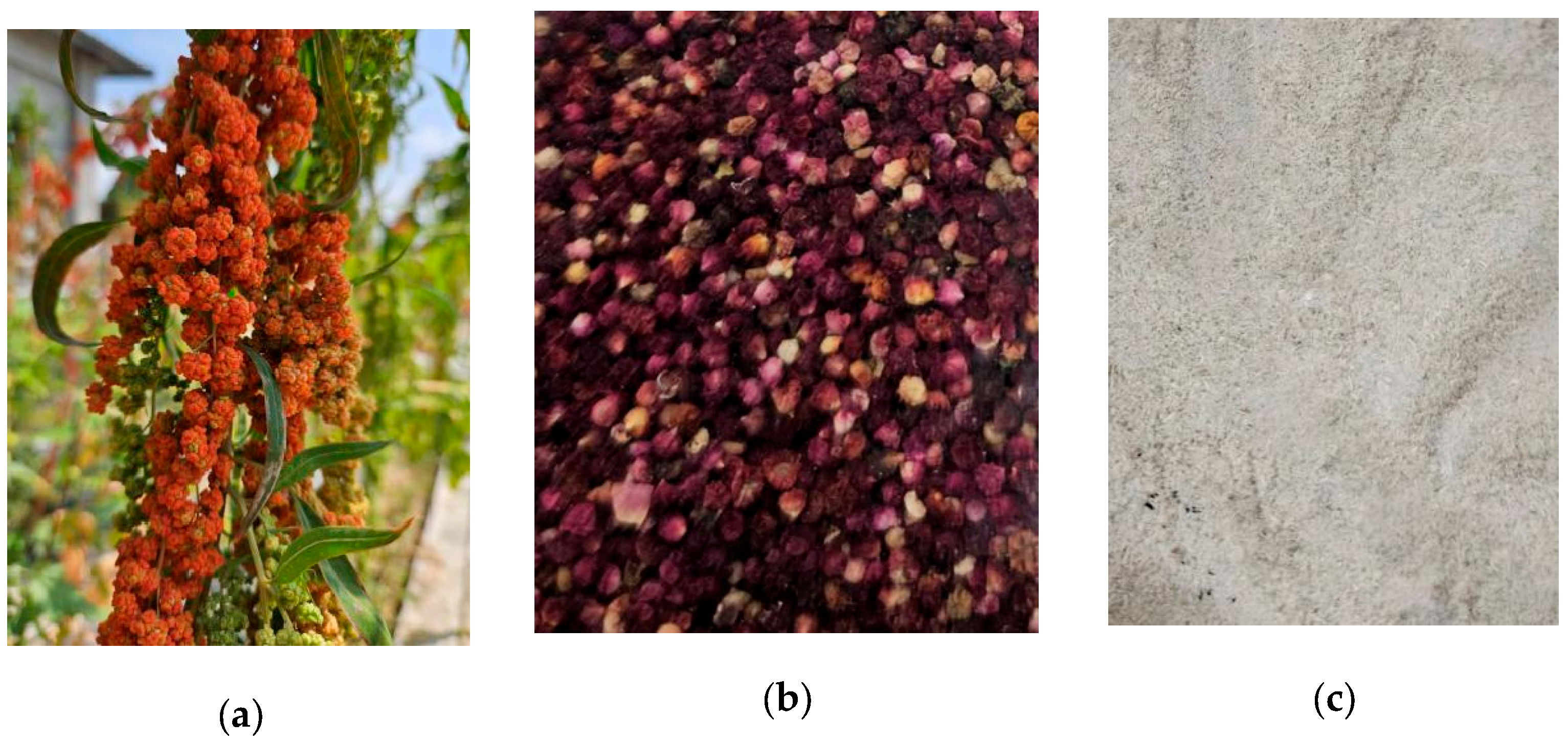 Animals 15 01798 g001