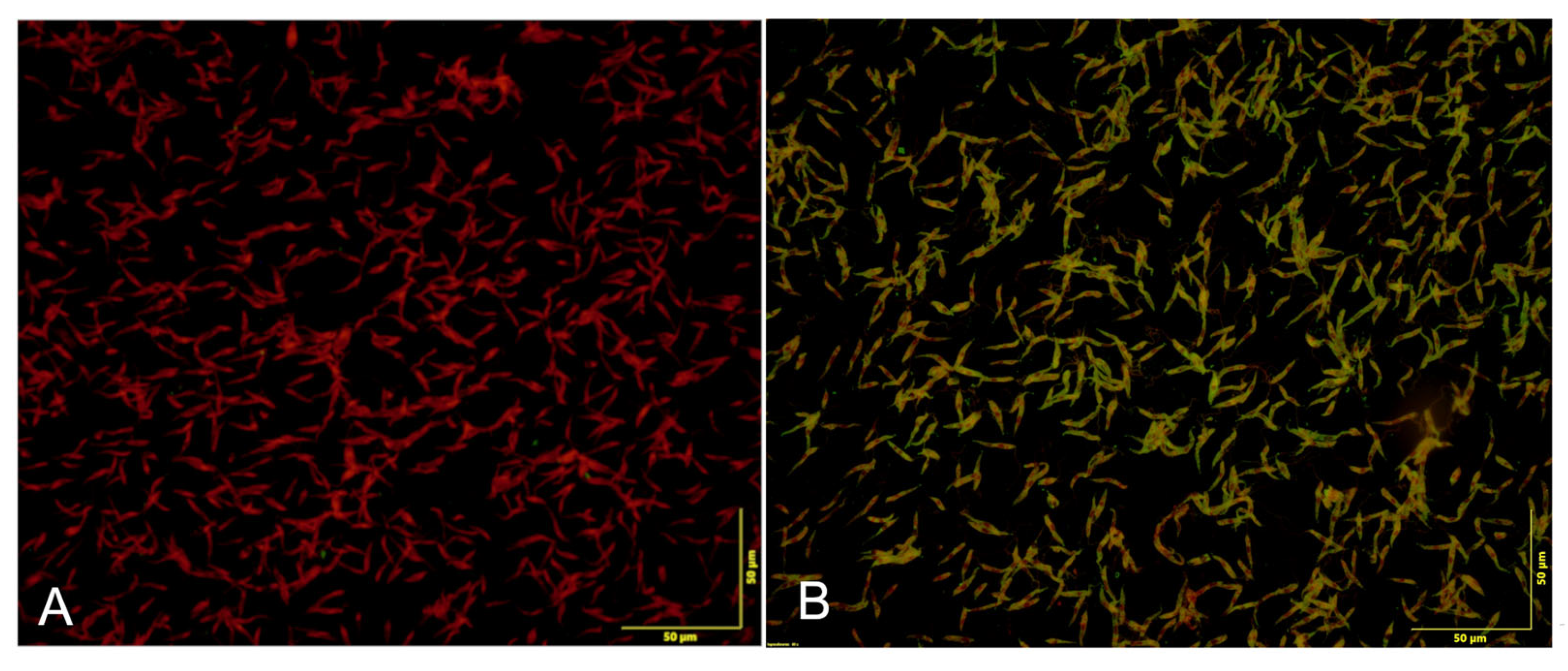 Animals 15 01801 g002