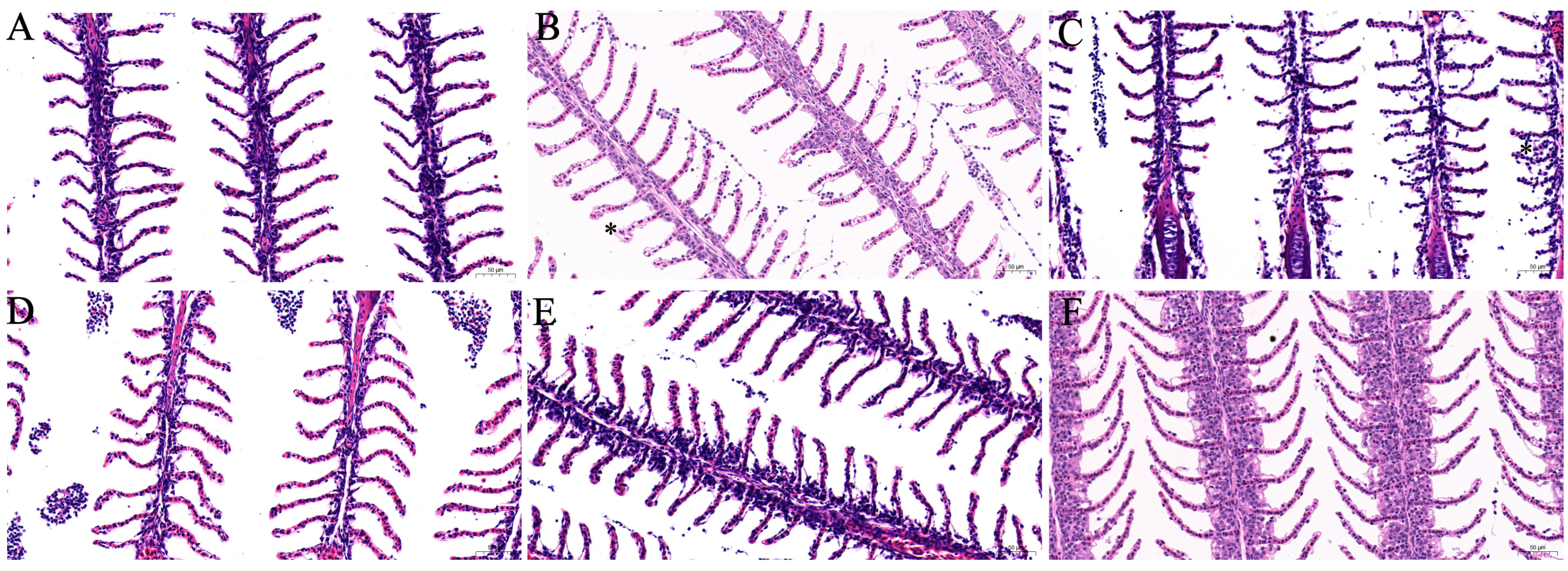 Animals 15 01811 g004