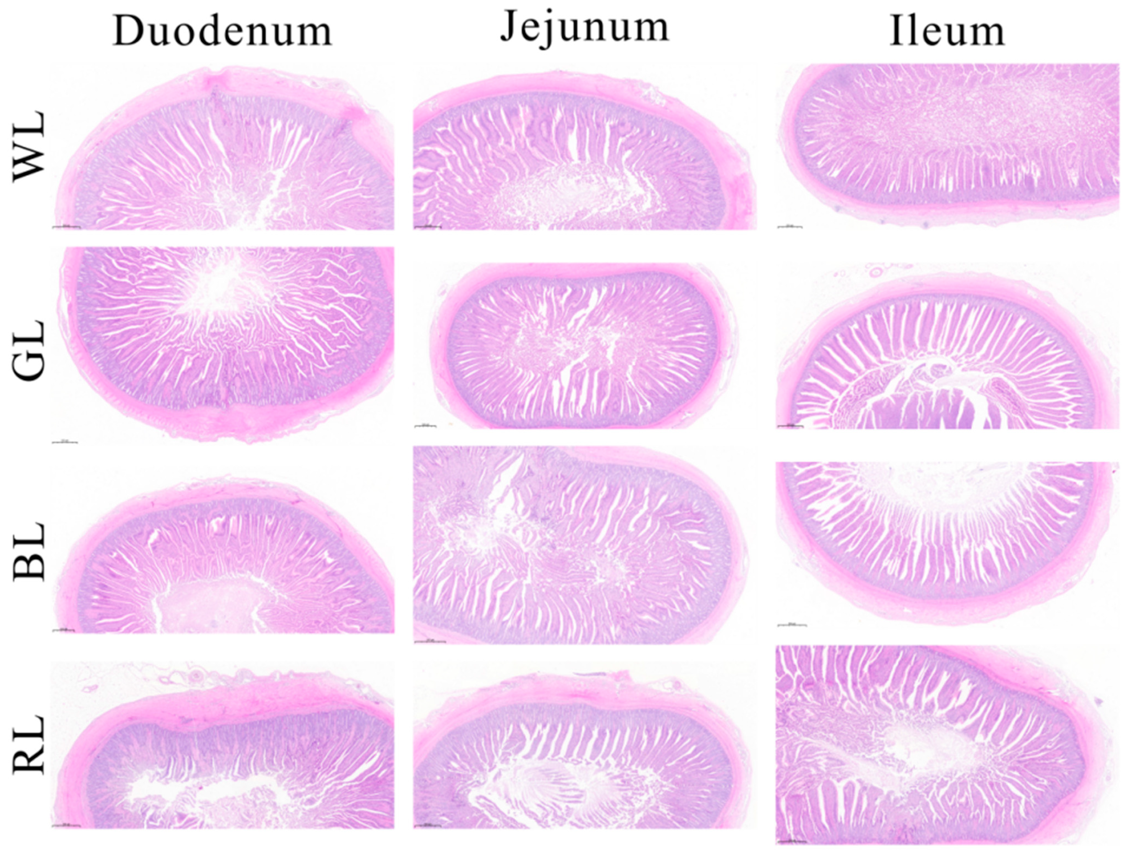 Animals 15 01815 g001