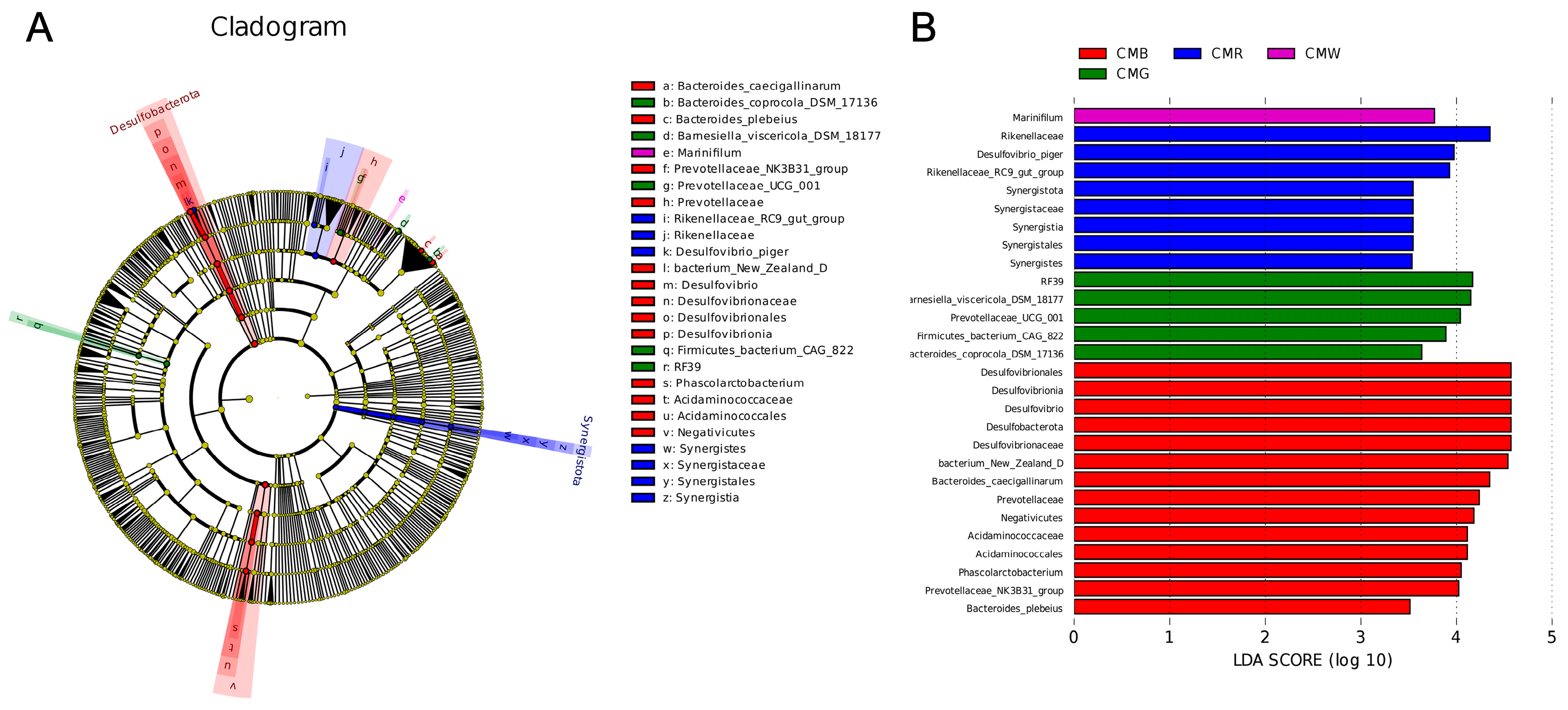 NewS NEWSニッポン 限定盤 Regulation of cGAS–STING signalling and its diversity of