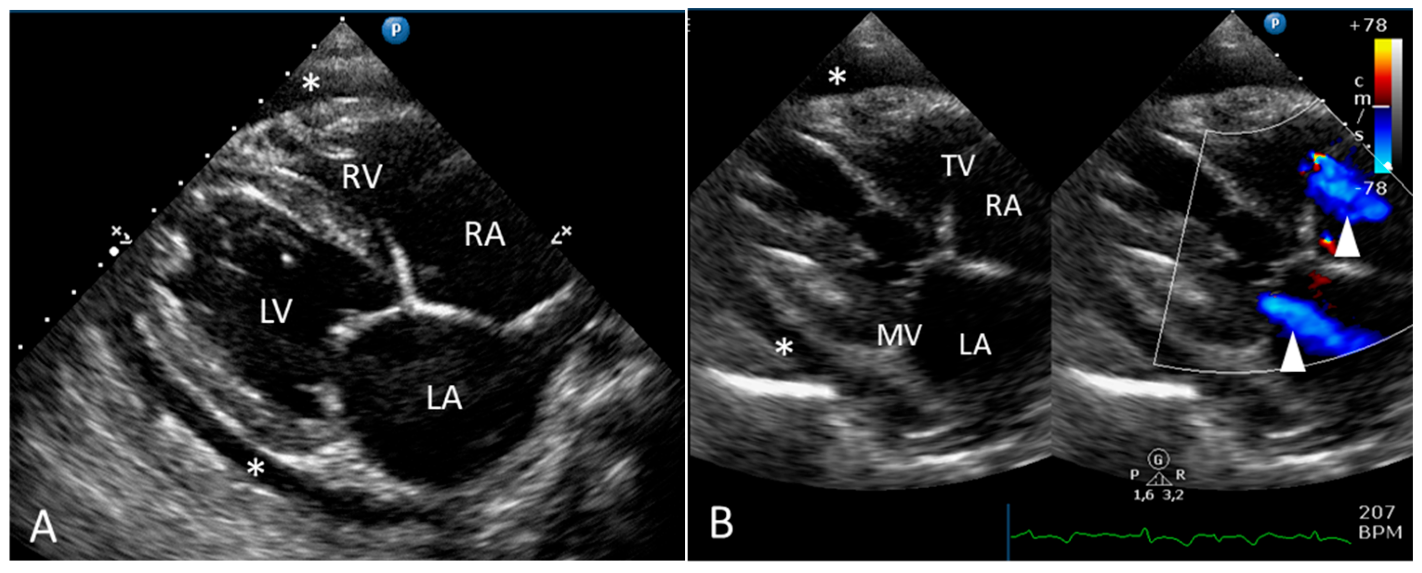 Animals 15 01821 g002