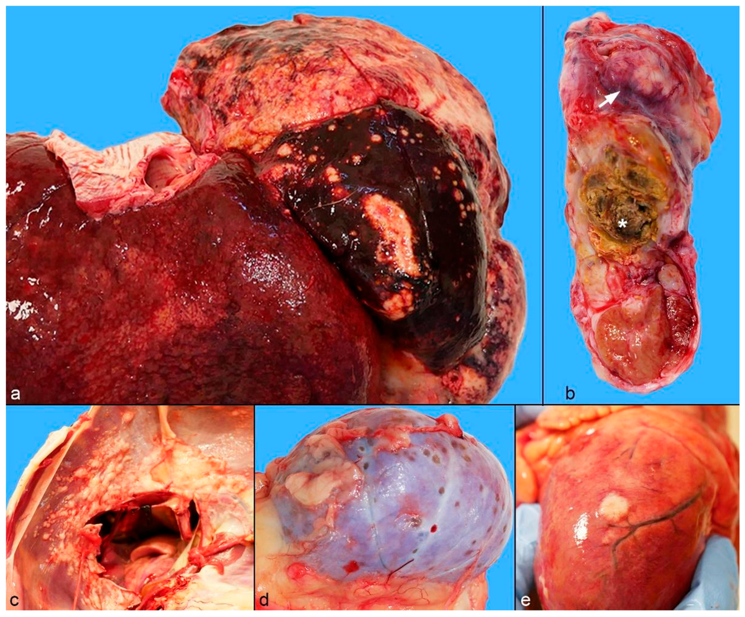 Animals 15 01821 g003