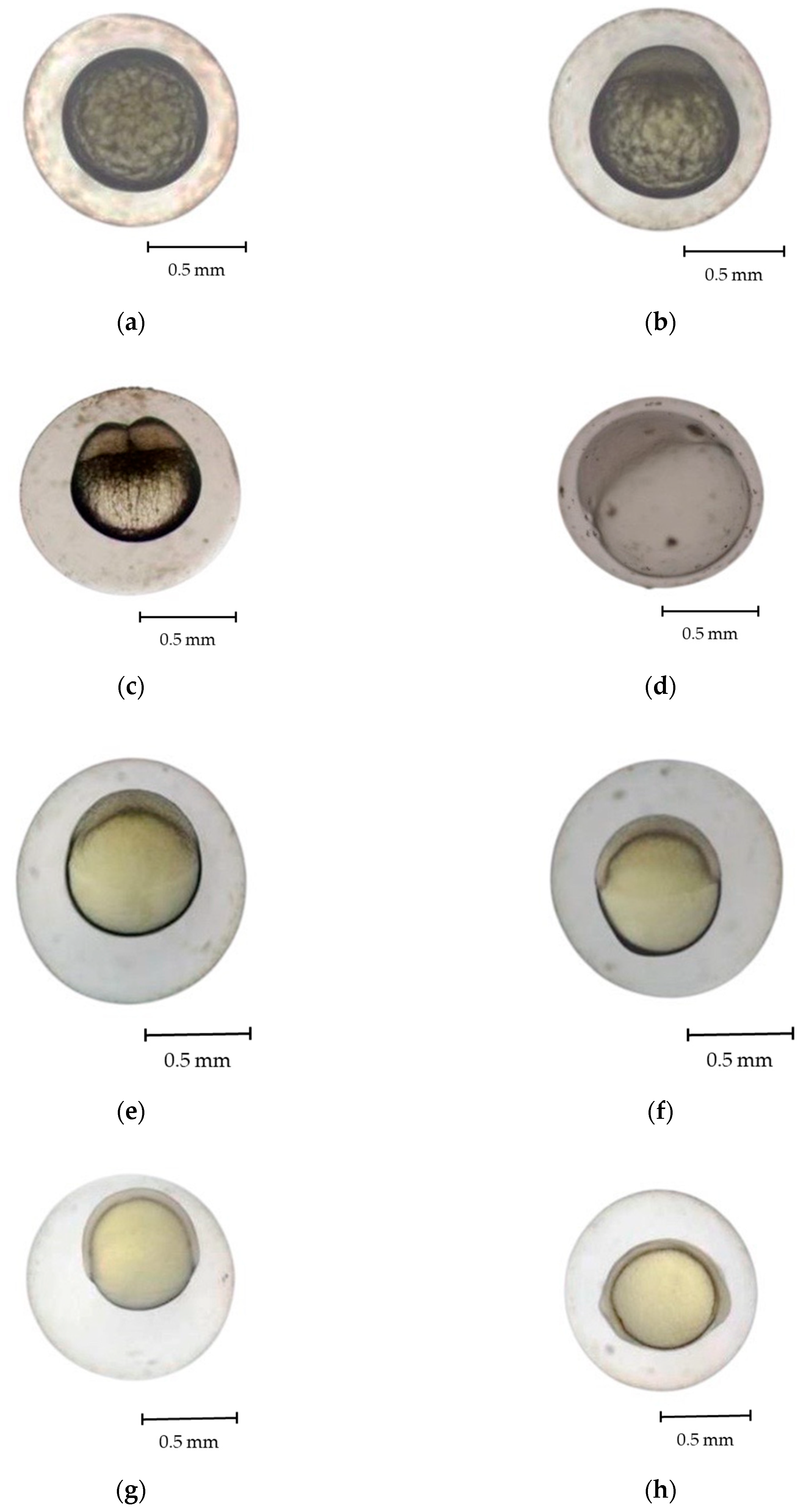 Animals 15 01823 g003a