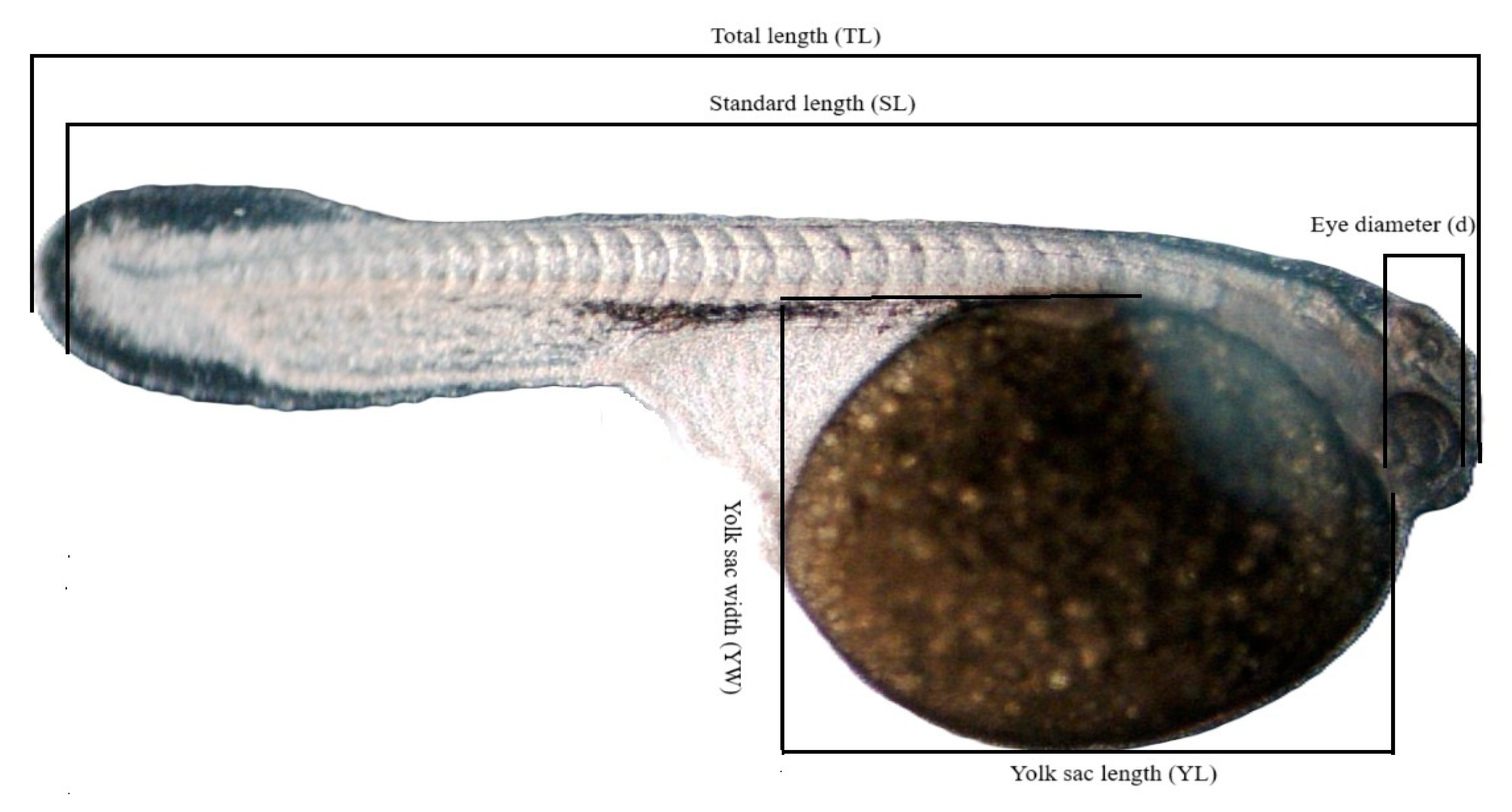 Animals 15 01824 g002