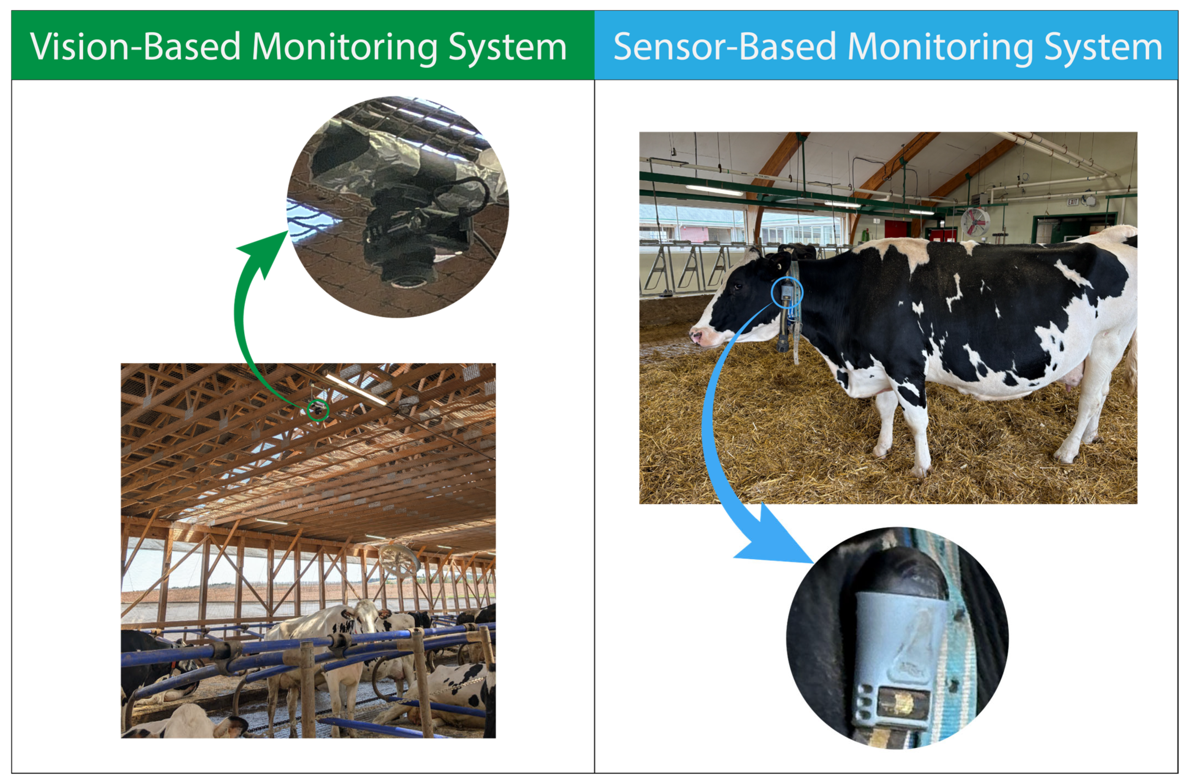 Animals 15 01835 g004