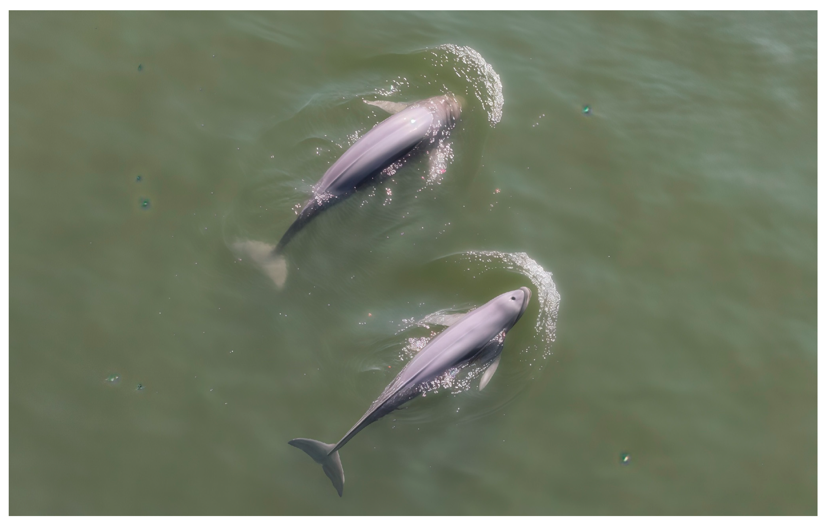 Animals 15 01838 g001