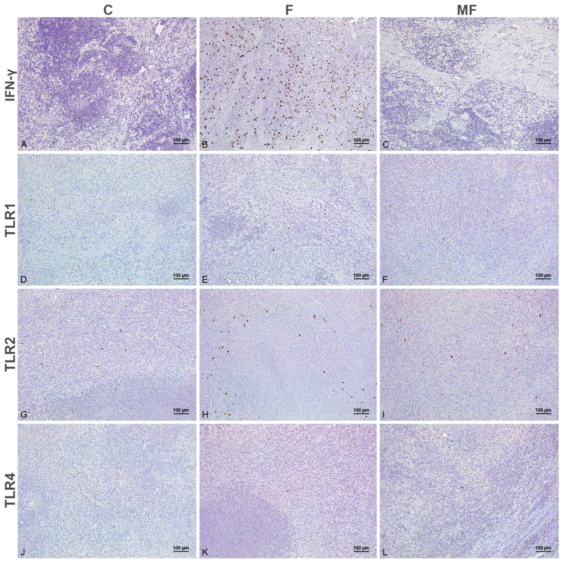 Animals 15 01841 g003