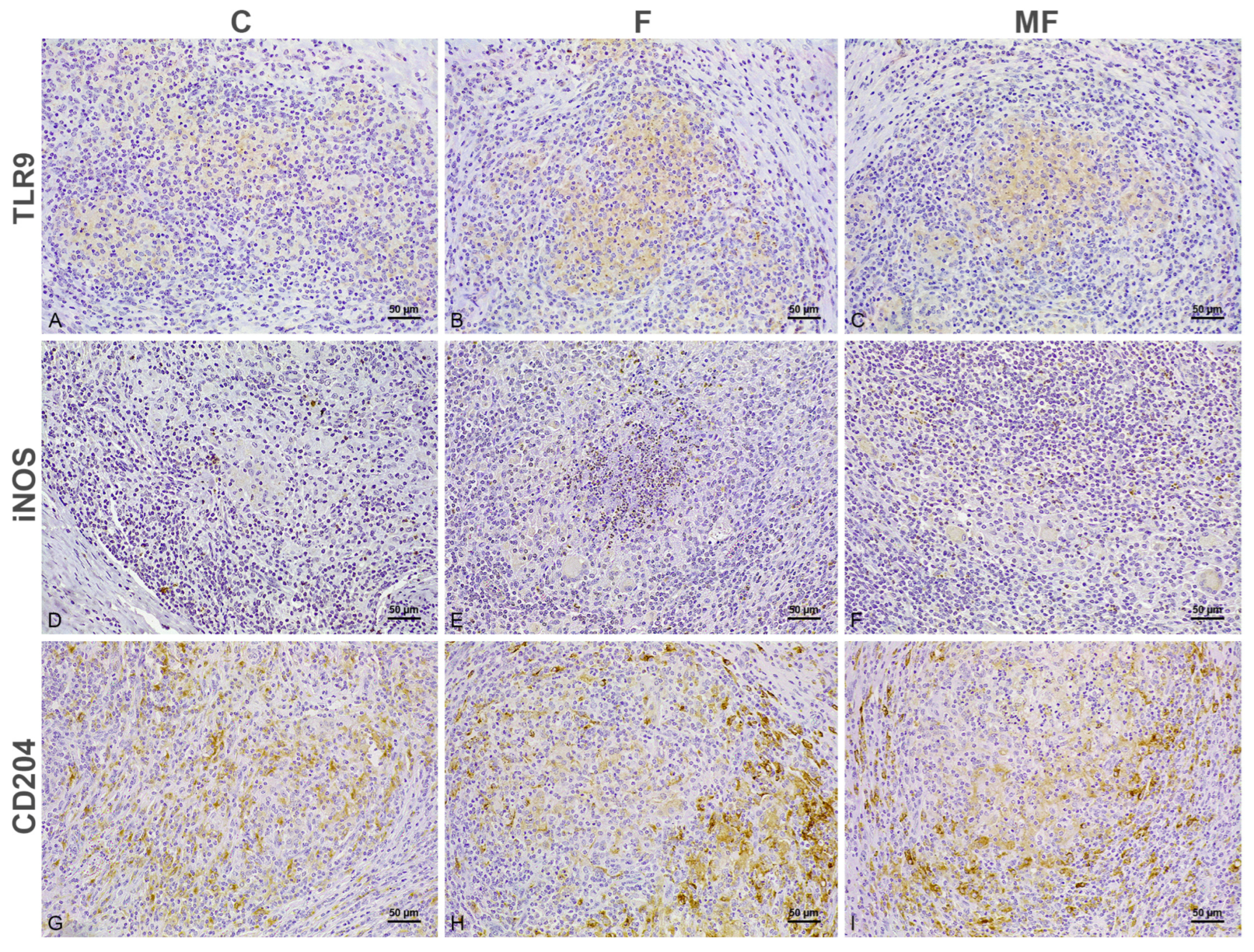 Animals 15 01841 g004