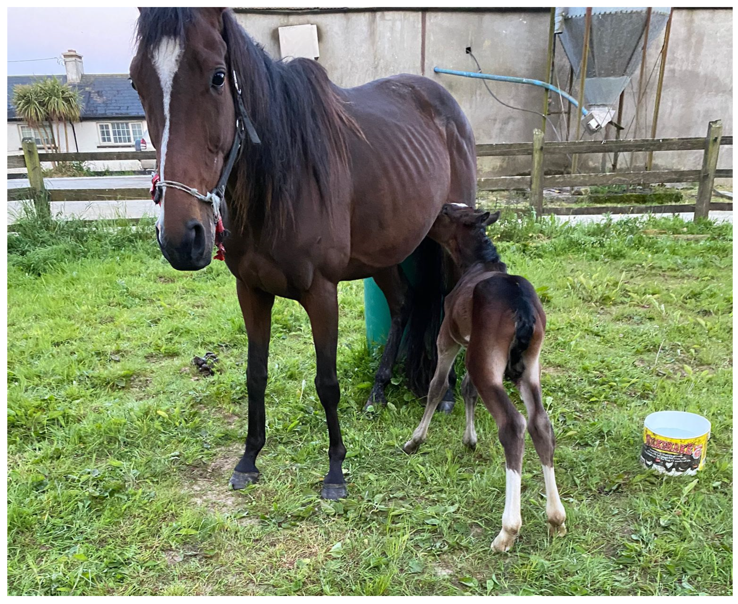 Animals 15 01842 g003