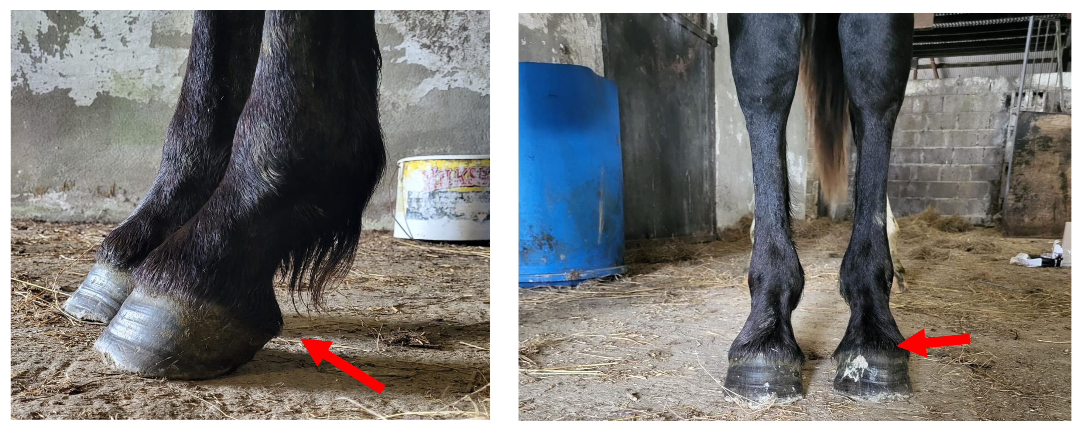 Animals 15 01842 g005