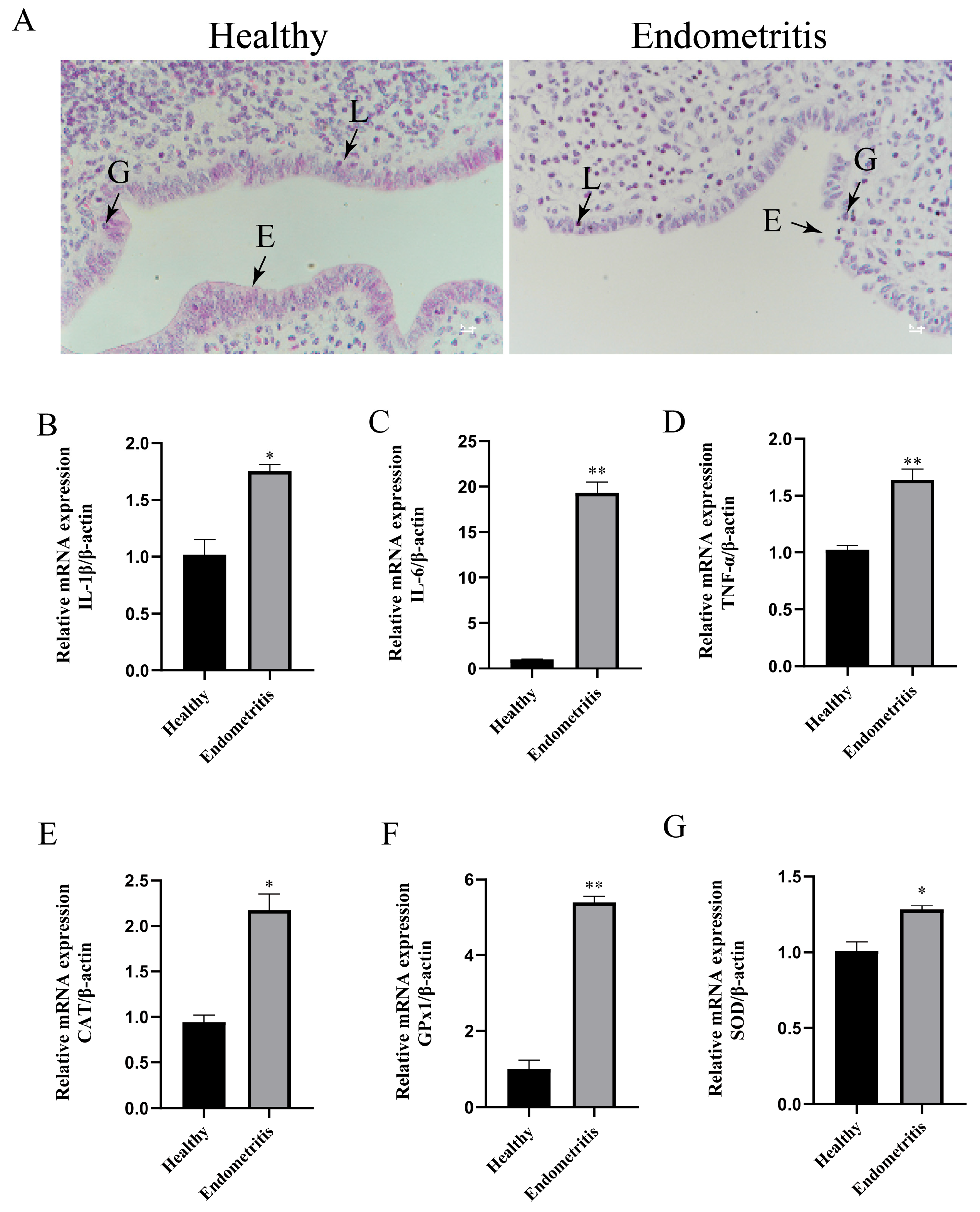 Oxidative Stress Mediates the Dual Regulatory Effects of