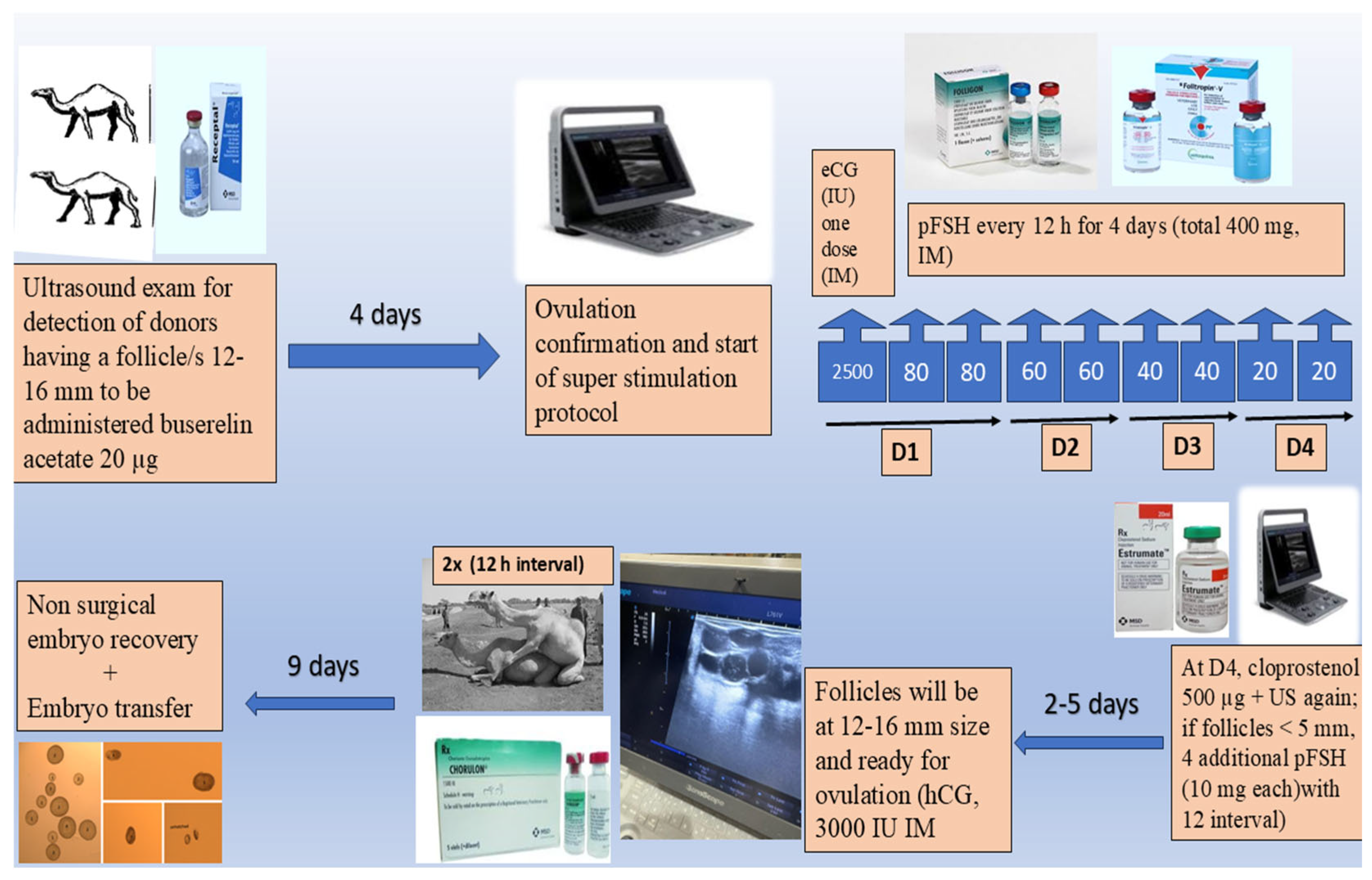 Animals 15 01859 g001