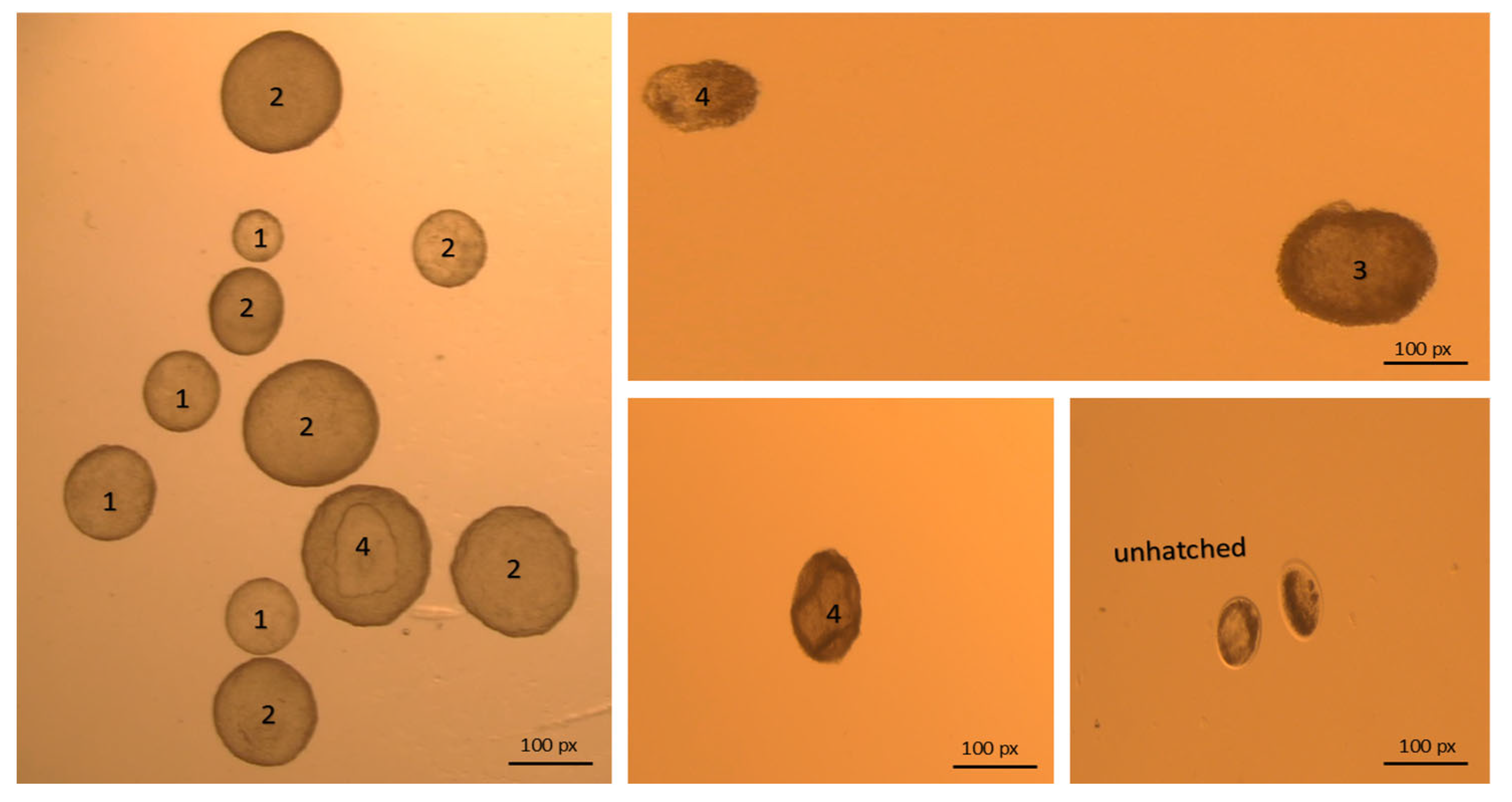 Animals 15 01859 g004