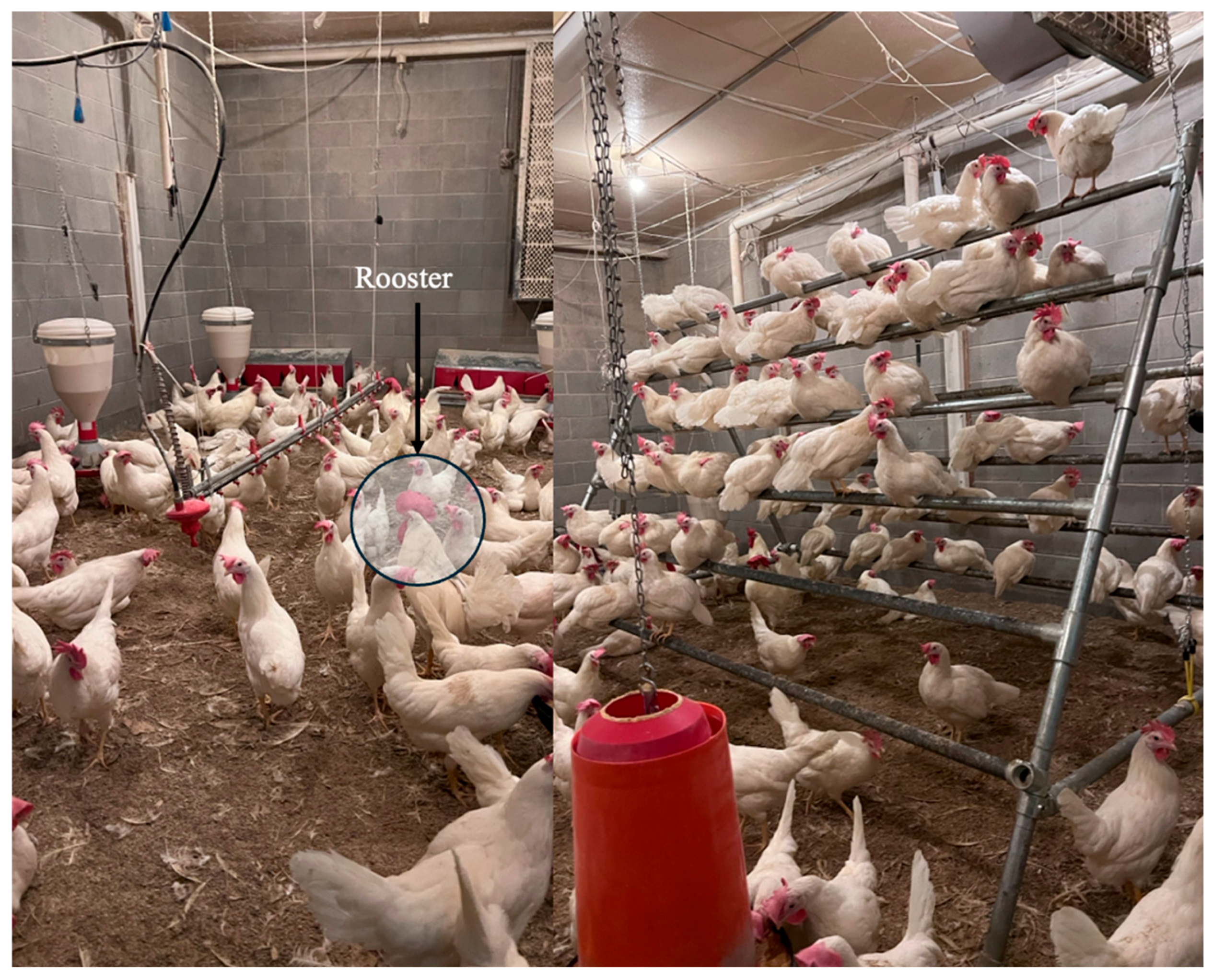 Animals 15 01862 g001