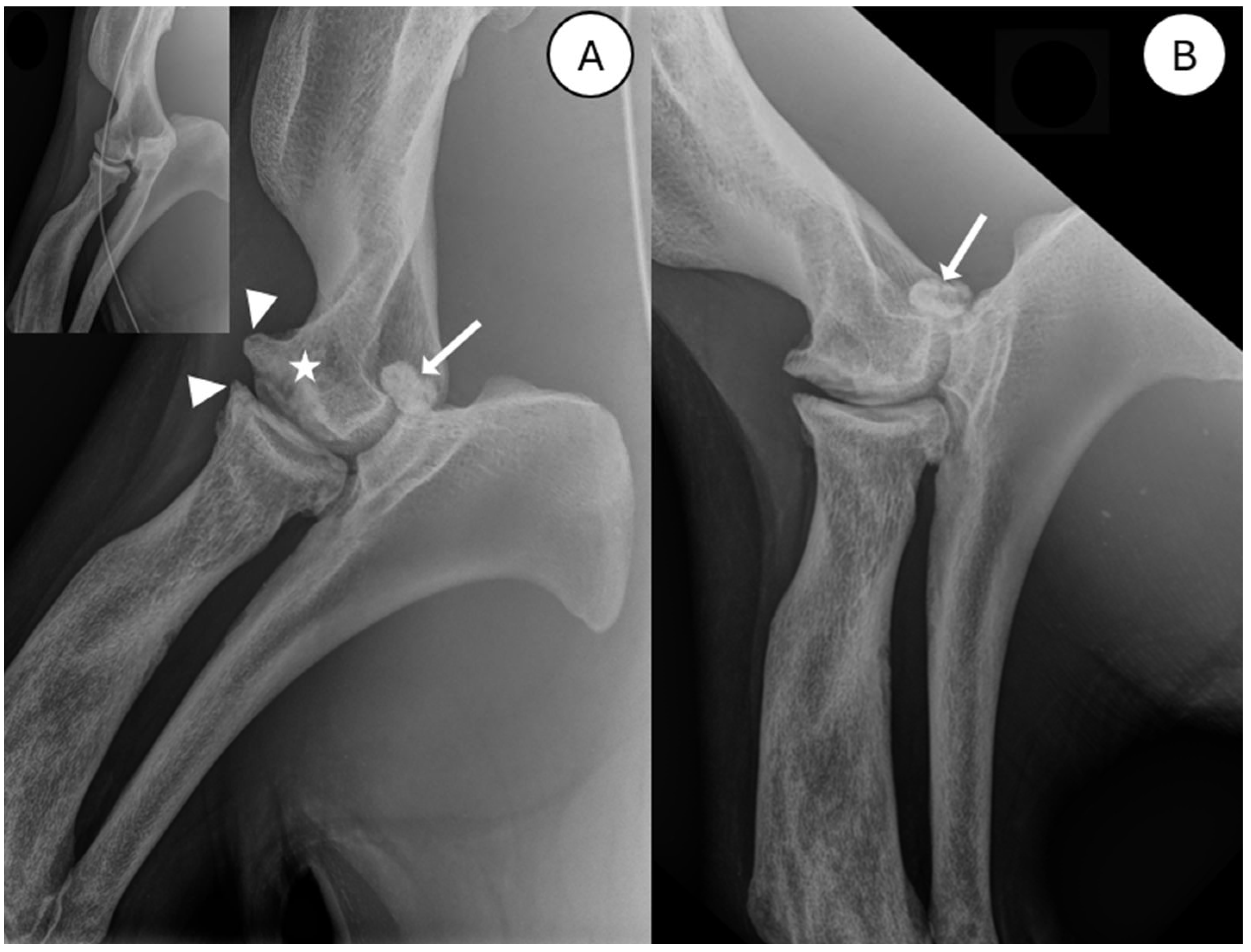 Animals 15 01865 g001