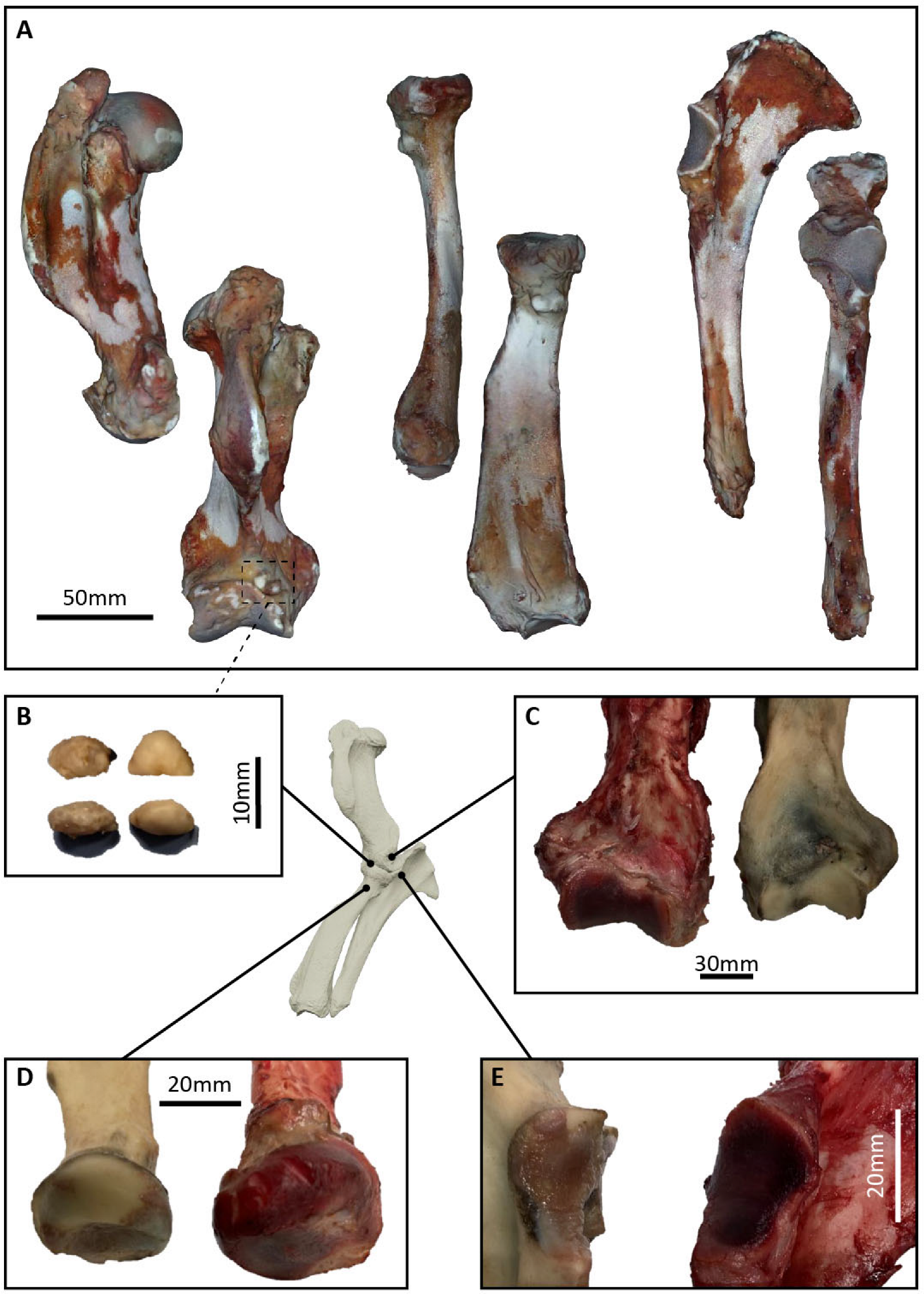 Animals 15 01865 g002