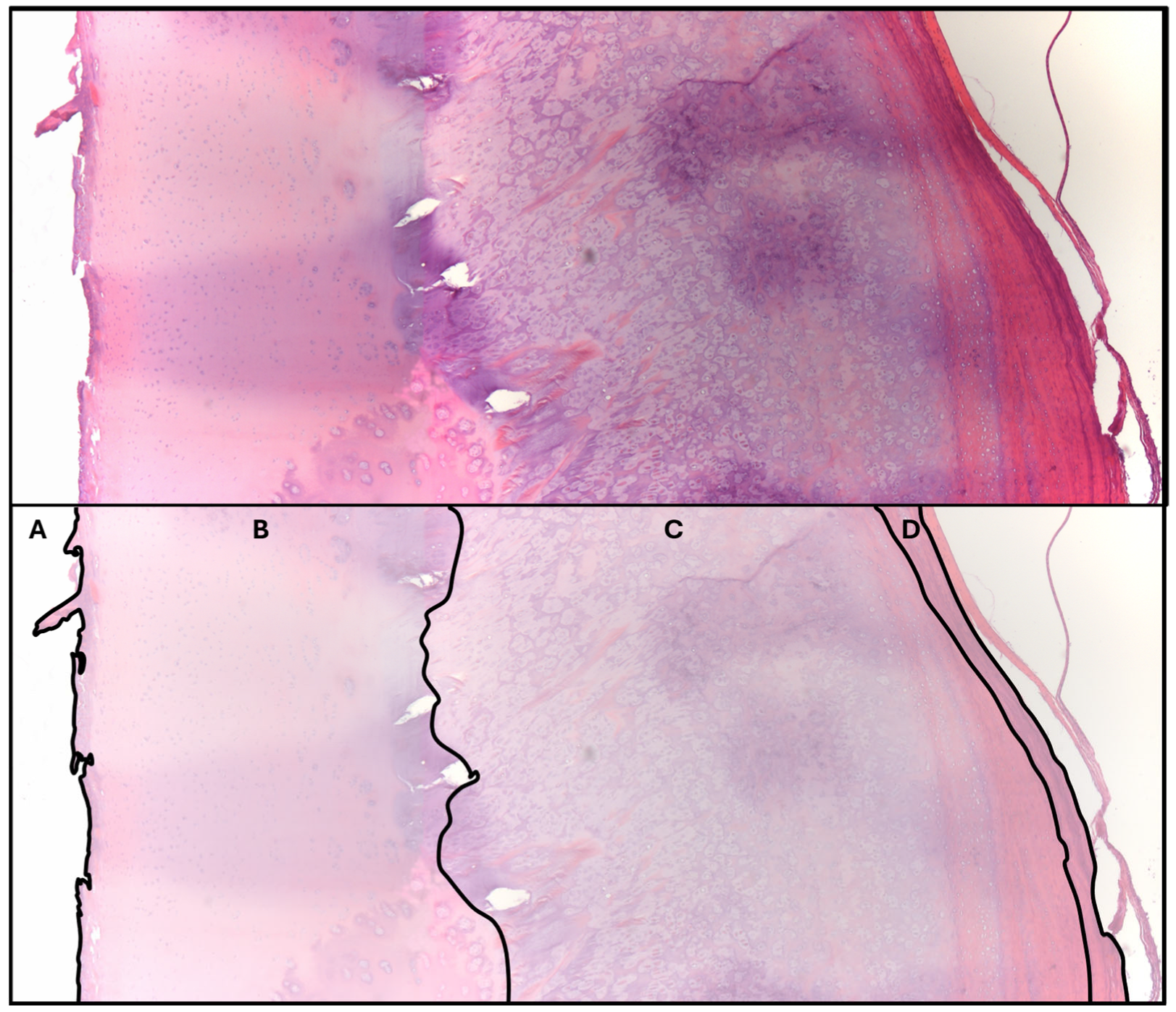 Animals 15 01865 g003