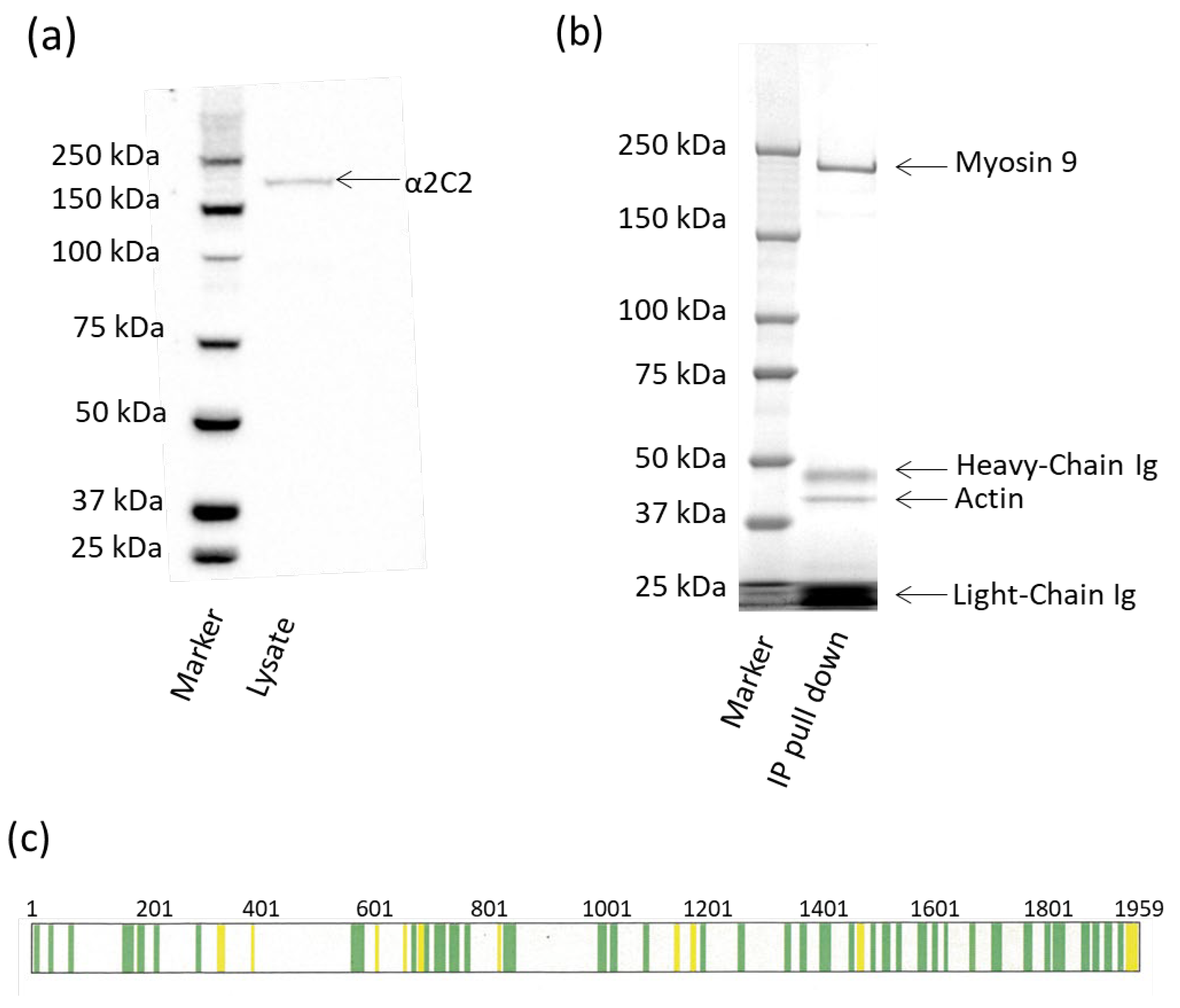 Animals 15 01868 g004