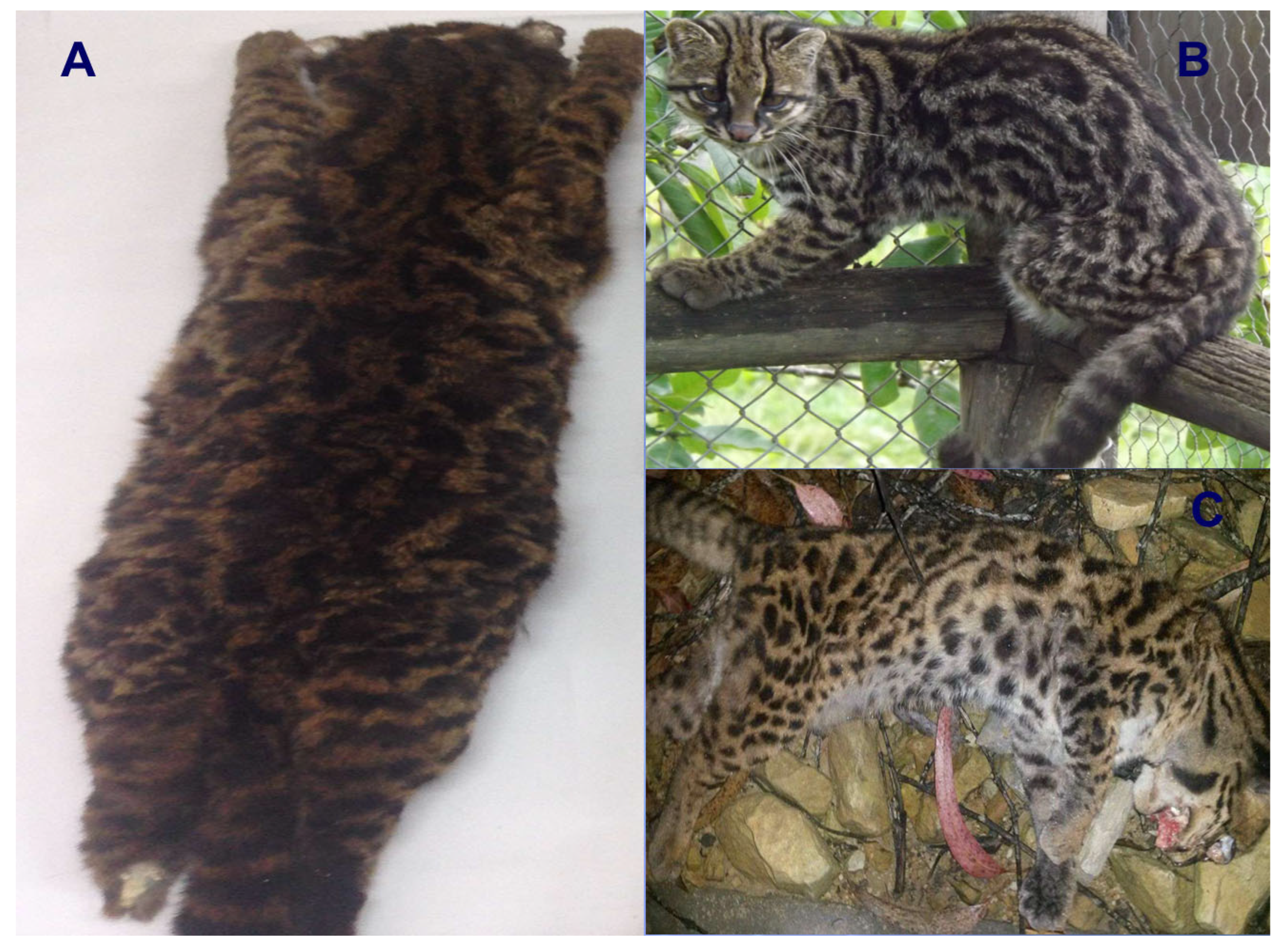 Animals 15 01891 g001 Animals 15 01891 g001